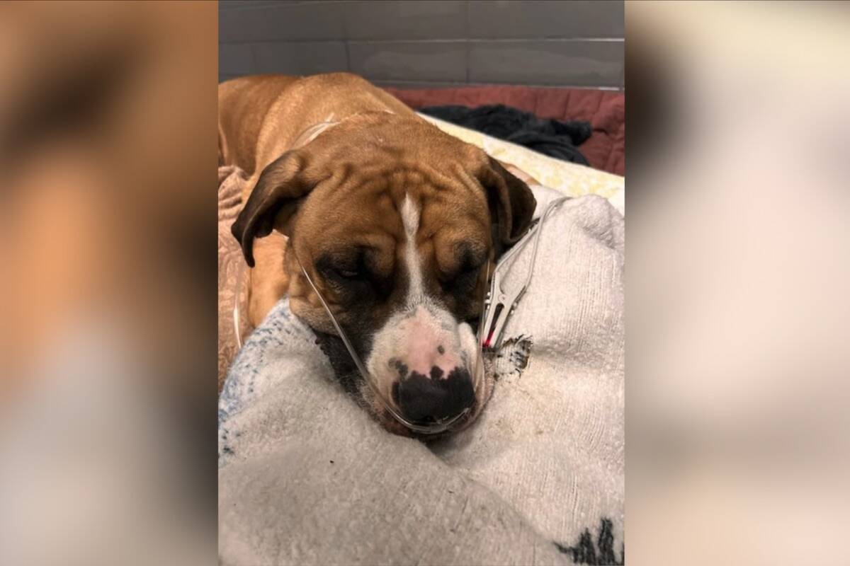 The Kelowna B.C. SPCA is searching for the owners of this female pit bull mix so they can give her necessary medical care after being hit by a vehicle. (B.C. SPCA Kelowna/Facebook)