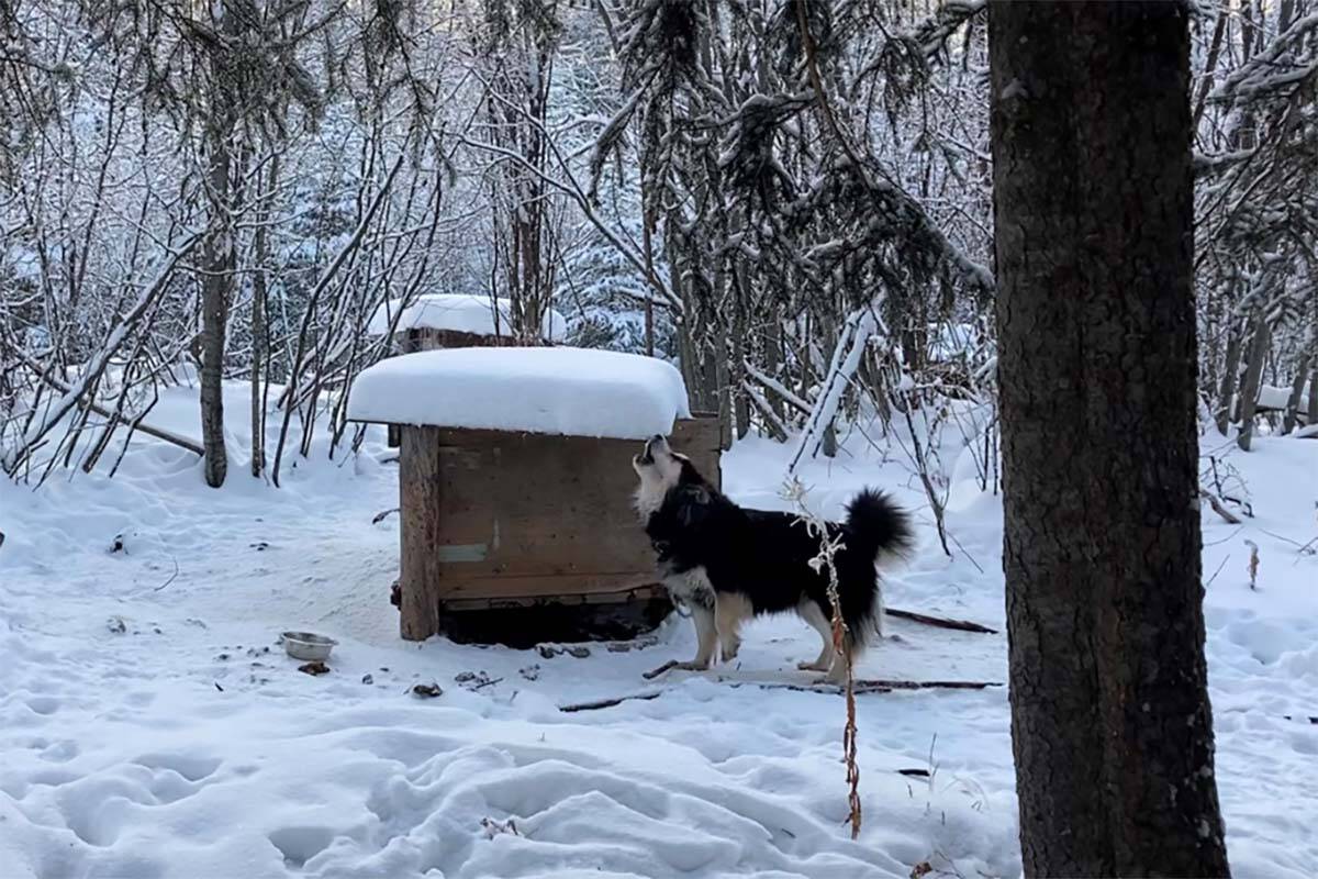 One of ten malamute huskies found on a rural property two hours north of Fort St. John. (Photo courtesy of BC SPCA)