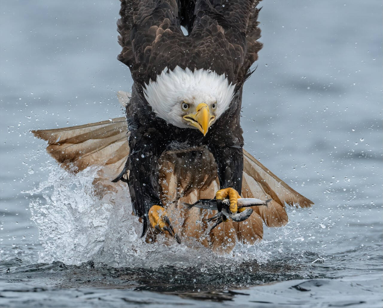 Anthony Bucci photographed a bald eagle in Blackfish Sound last fall as it swooped down on a herring ball. (Anthony Bucci Photography)