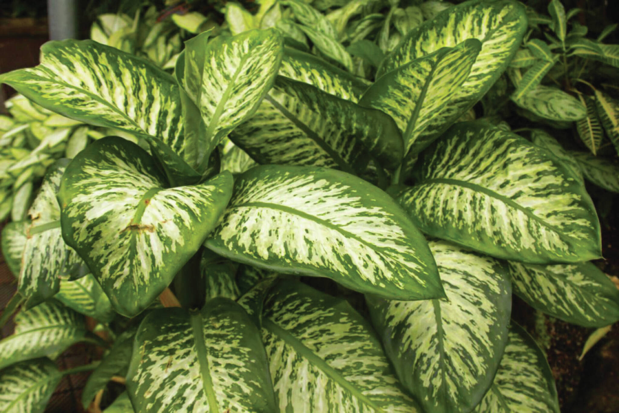 Diffenbachia is also known as dumb cane. Chewing a portion of its stem can render someone temporarily but painfully speechless, as the calcium oxalate crystals in it can cause throat and mouth swelling. (File photo by Advocate news services)