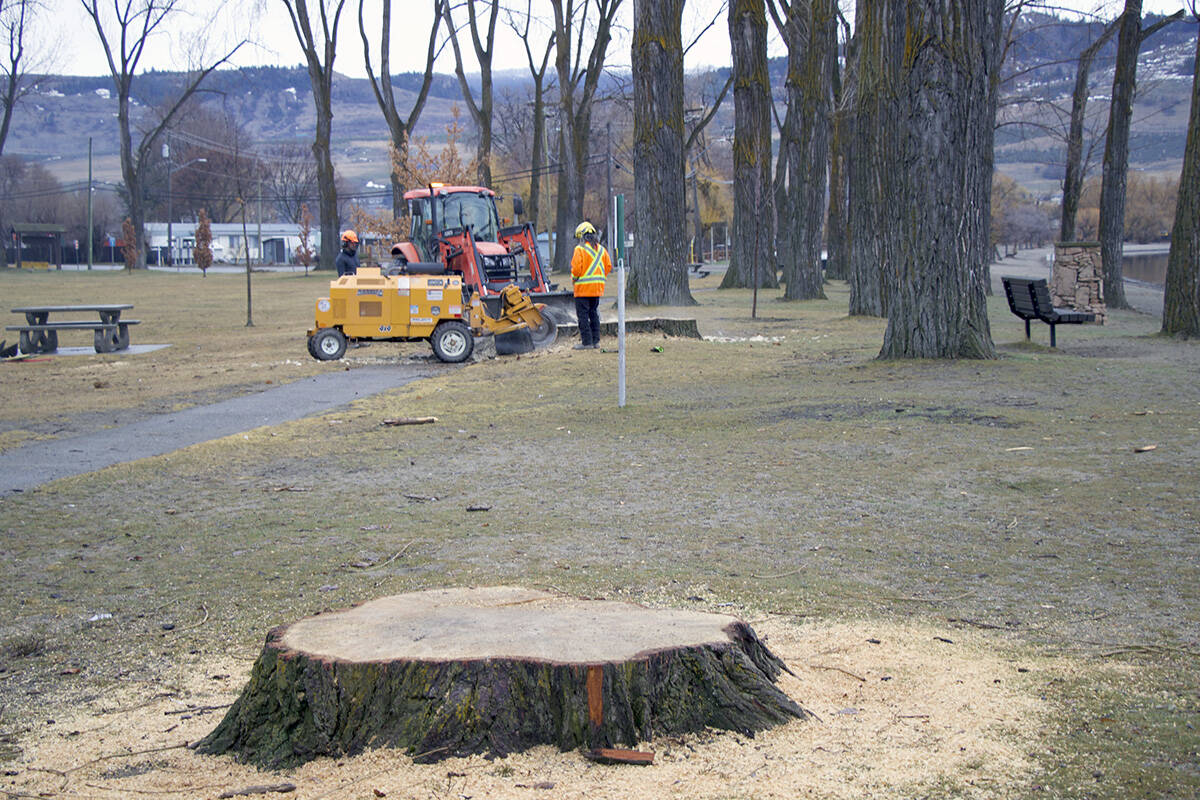 Crews were on scene at Kin beach to remove tree stumps this week. (Brieanna Charlebois - Morning Star)