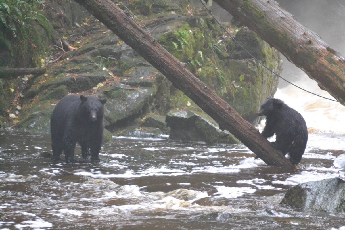 A black bear mother and cub fish for salmon in a creek near Ucluelet. (Westerly file photo)