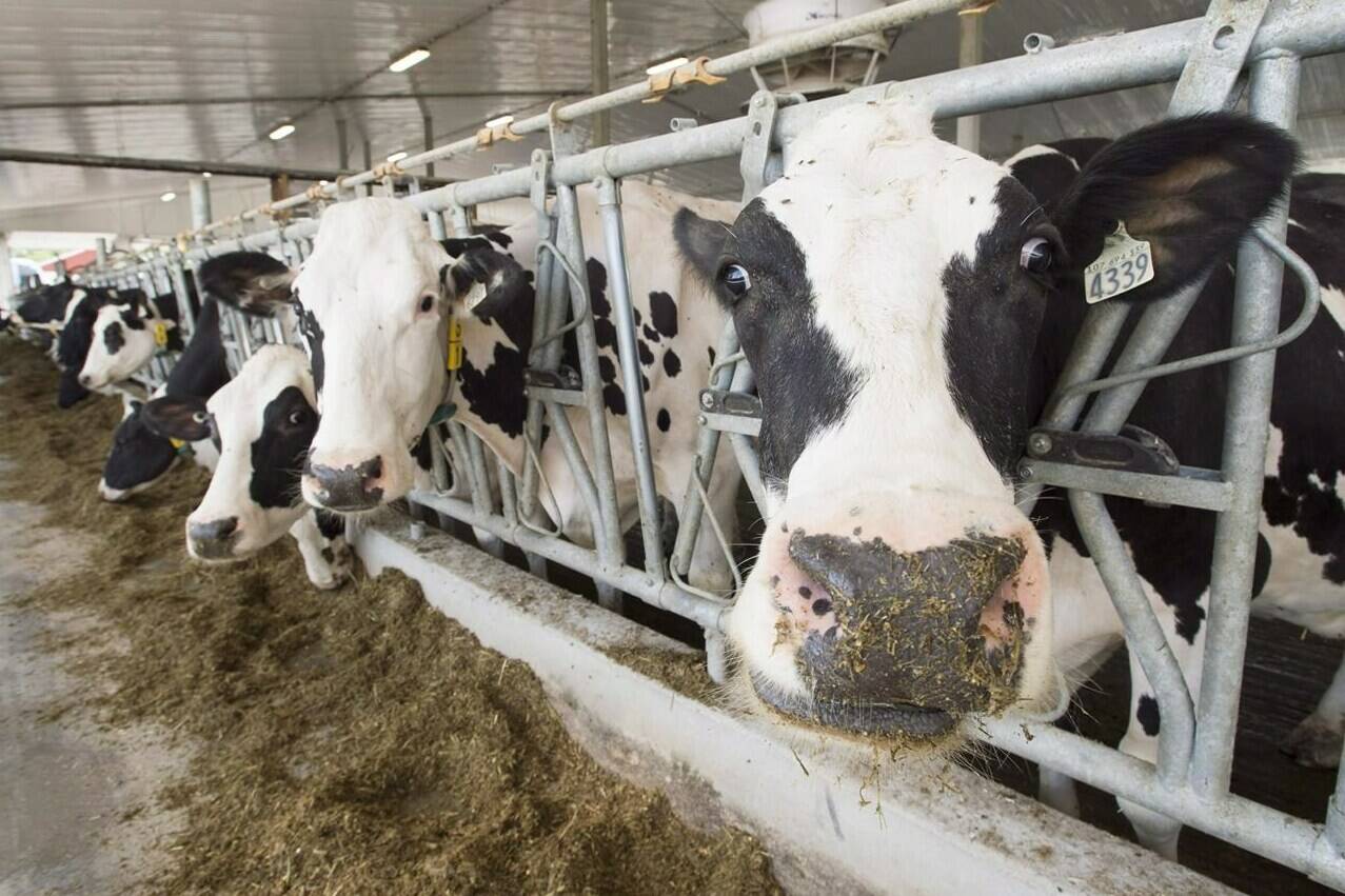 Dairy cows are seen at a farm, Friday, August 31, 2018 in Sainte-Marie-Madelaine, Que. A pair of senior U.S. senators are urging the Biden administration to get tough with Canada for “flouting” obligations to its North American trade partners. THE CANADIAN PRESS/Ryan Remiorz