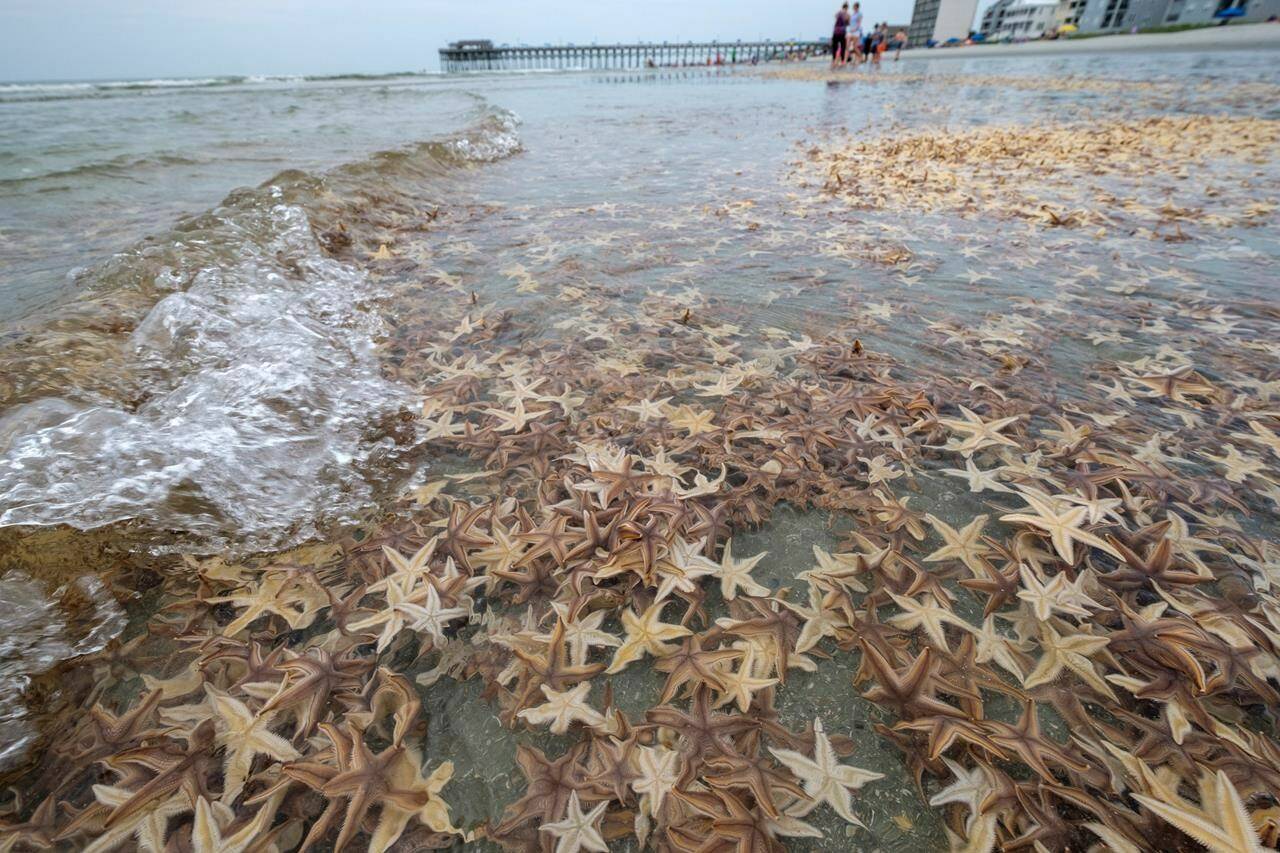 Thousands of small starfish wash ashore during low tide on Garden City Beach, S.C., Monday, June 29, 2020. A Canadian national research group says it has proven that seastars are tied with polar bears as the top predator of the coastal Arctic marine ecosystem. THE CANADIAN PRESS/AP-Jason Lee/The Sun News via AP