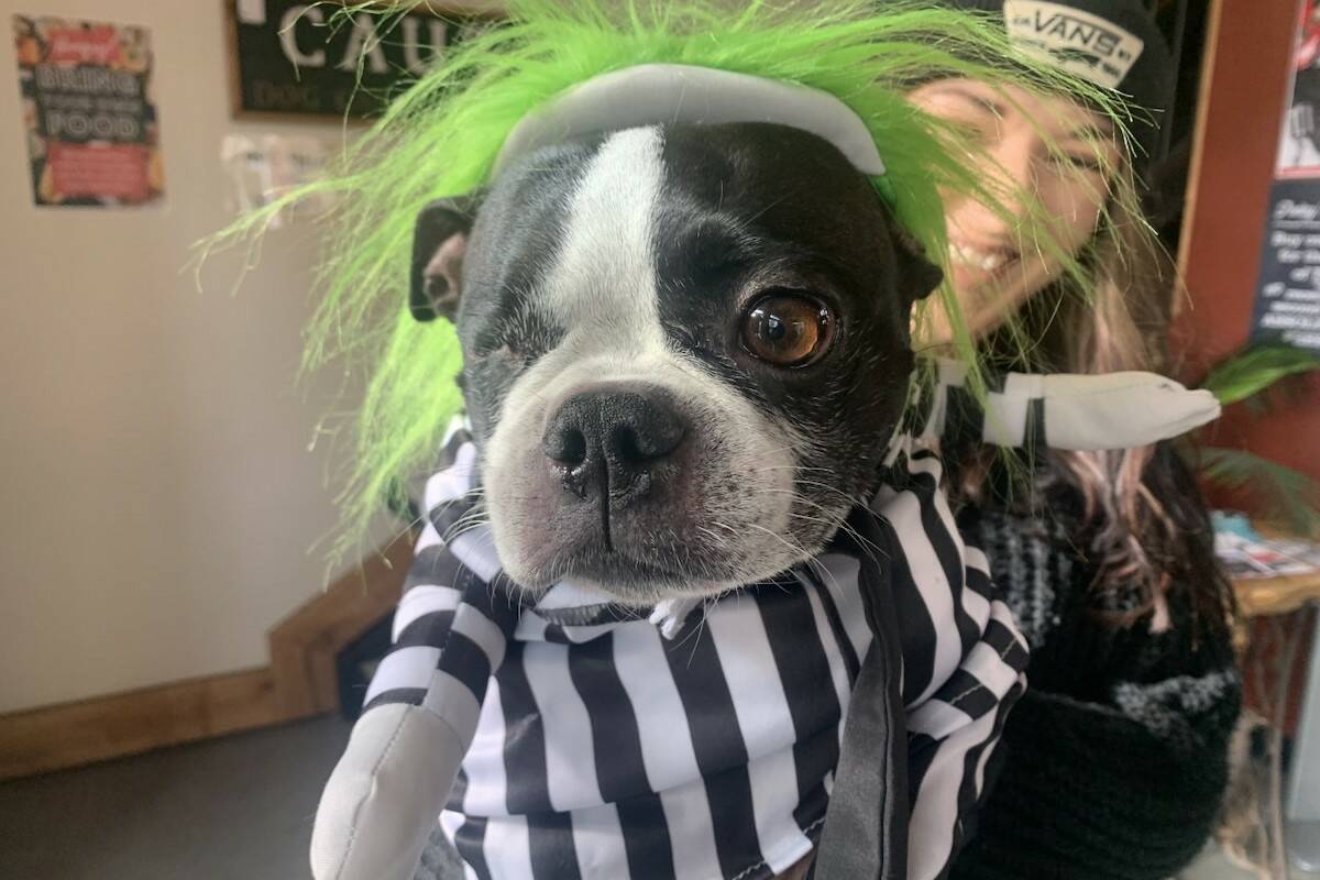 Dozens of dogs proudly paraded down Clement Ave in Kelowna for the first Unleashed Brewing Spooktacular Dog Parade Oct. 30, 2022 (Brittany Webster - Capital News)