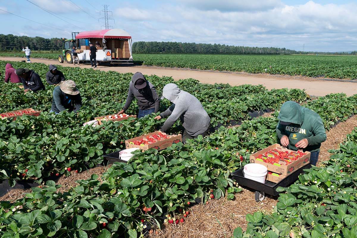 Mexican and Guatemalan workers pick strawberries at the Faucher strawberry farm, Tuesday, August 24. THE CANADIAN PRESS/Jacques Boissinot