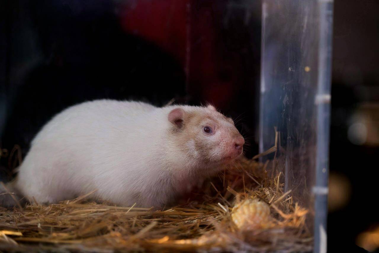 Wiarton Willie sits in his cage in Wiarton, Ont., on Friday, Feb.2, 2018. Famed and furry forecasters of spring are set to make their predictions this morning. It's Groundhog Day, and as folklore goes, a groundhog will emerge from its burrow and if it does not see its shadow, then spring is just around the corner, while if it does and retreats, then we can expect six more weeks of winter. THE CANADIAN PRESS/Hannah Yoon