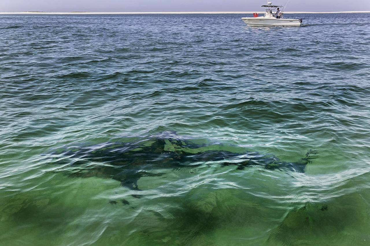 A shark is seen swimming across a sandbar on Aug. 13, 2021, off the Massachusetts’ coast of Cape Cod. Researchers say better fisheries management and conservation are turning the tide on shark and ray population declines in the Northwest Atlantic. THE CANADIAN PRESS/AP/Phil Marcelo