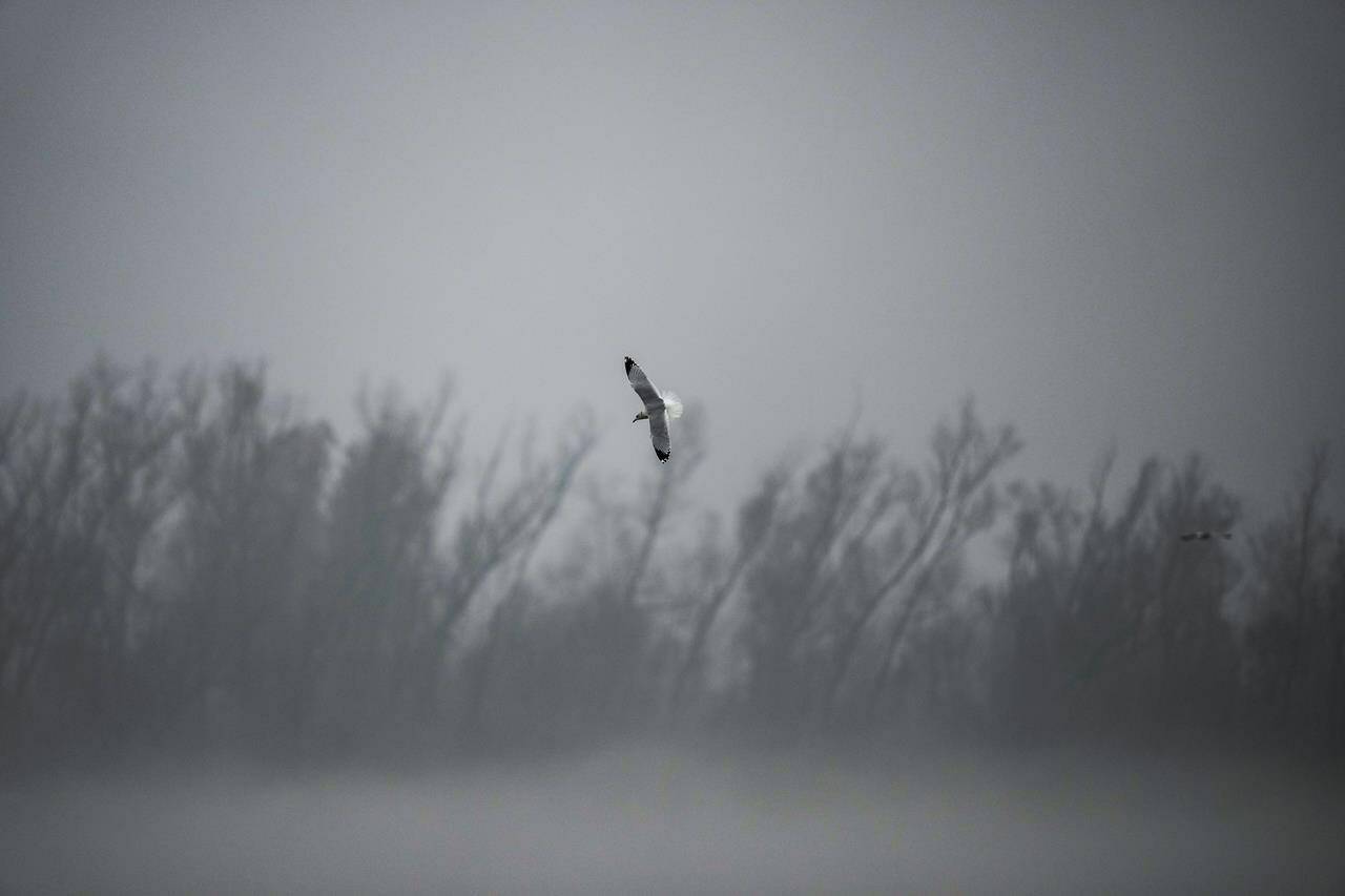 FILE - A seagull flies over The Mississippi River in a rising morning fog in Harahan, La., just outside New Orleans, Jan. 1, 2023. Amid a major drought in the Western U.S., a proposed solution comes up repeatedly: large-scale river diversions, including pumping Mississippi River water to parched states. (AP Photo/Gerald Herbert, File)