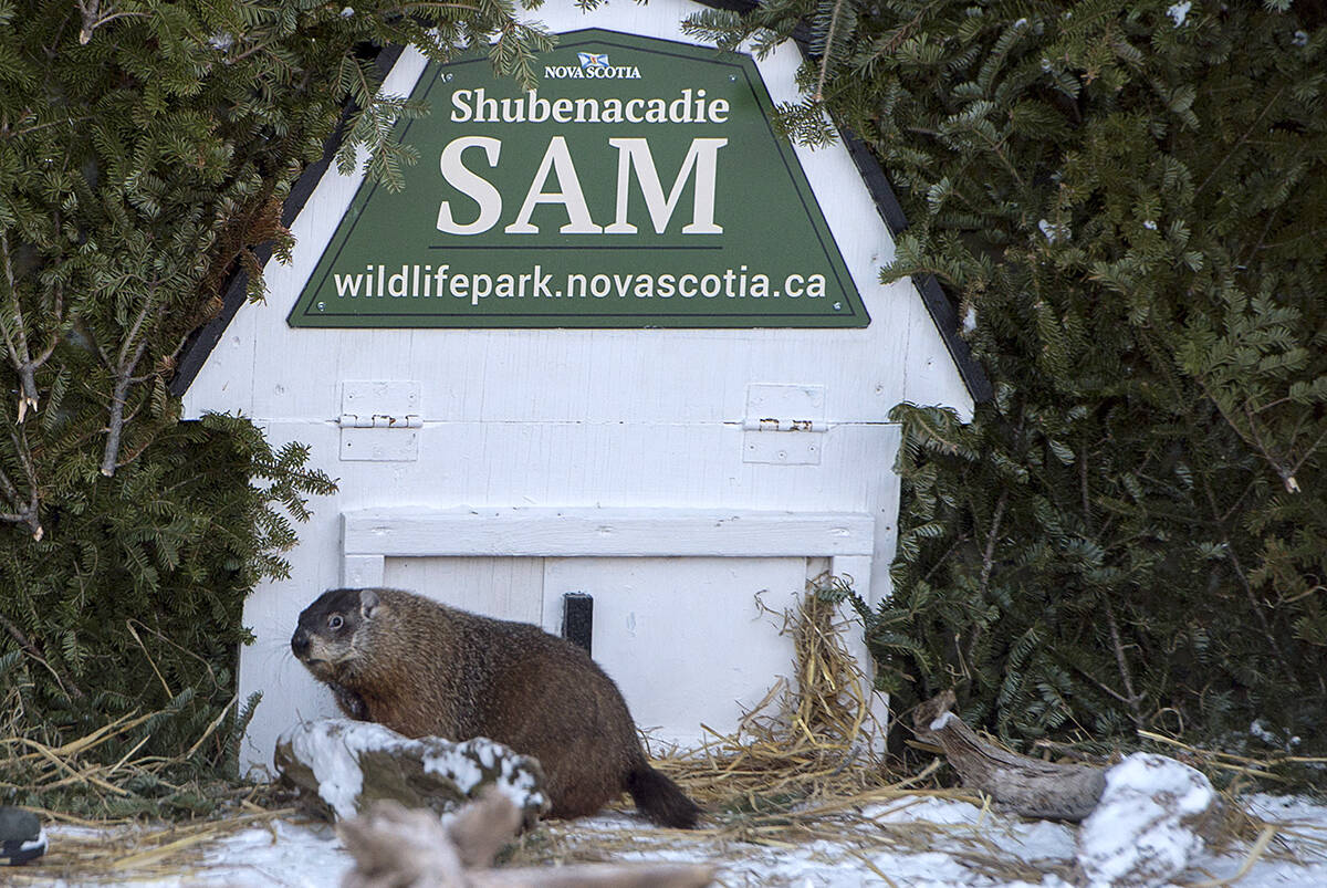 Shubenacadie Sam looks around after emerging from his burrow at the wildlife park in Shubenacadie, N.S., on Saturday, Feb. 2, 2019. Sam saw his shadow and predicts six more weeks of winter. (Andrew Vaughan/CP)