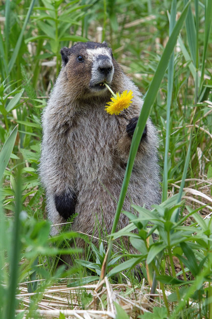 A hoary marmot nibbles a dandelion. Do you know how many marmot species live in British Columbia? (Courtesy Photo / Jos Bakker)
A hoary marmot nibbles a dandelion (Courtesy Photo / Jos Bakker)