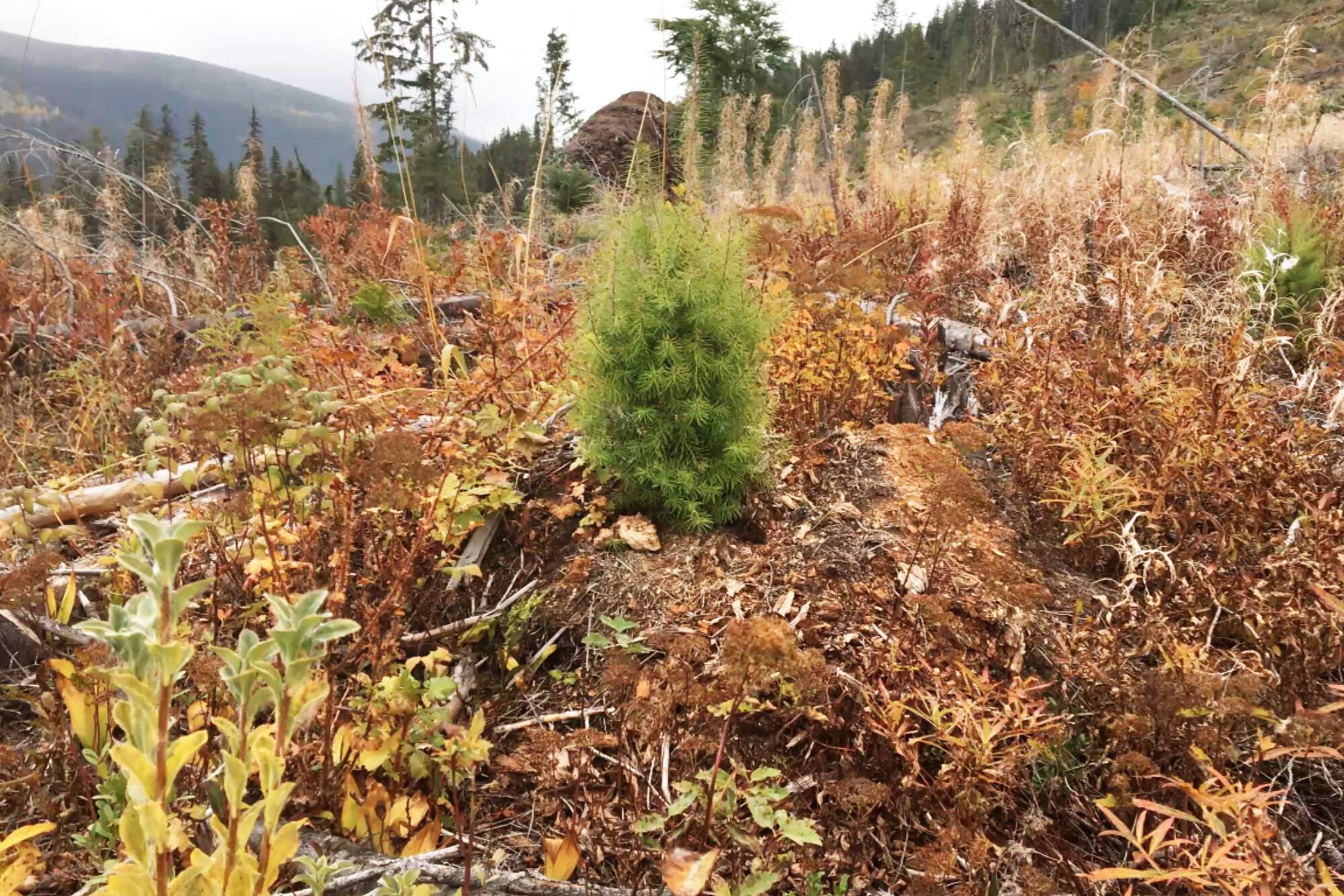 Pacific Woodtech’s Scott King shared this image of a ‘healthy, happy, climatically adapted’ Douglas fir growing at a test site in Golden during presentation to the Columbia Shuswap Regional Board on Jan. 19, 2023. (Pacific Woodtech/Scott King photo)