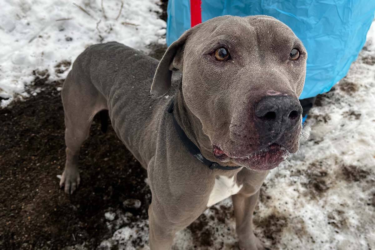 Rolo, a nine-year-old pit bull terrier, was found abandoned in Prince George. The BC SPCA is caring for him. (Photo courtesy of BC SPCA)