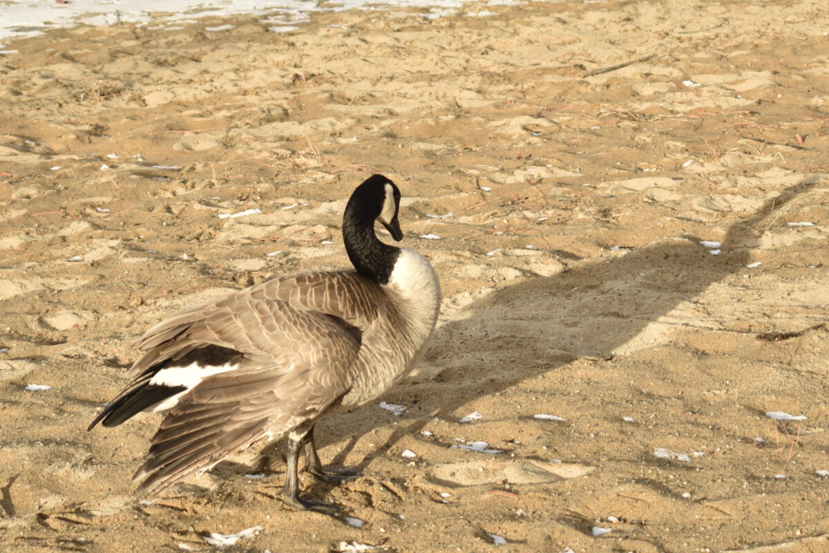 Kevin, Penticton’s most famous Canada goose, seen on Groundhog Day 2023 on the shores of Okanagan Lake.