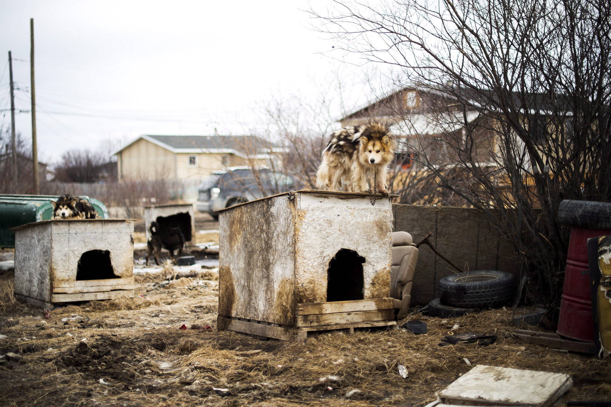 Dogs are chained up in the northern Ontario First Nations reserve in Attawapiskat, Ont., on Tuesday, April 19, 2016. The James Bay community of 2,000 is under a state of emergency due to a spike in youth suicide attempts. THE CANADIAN PRESS/Nathan Denette