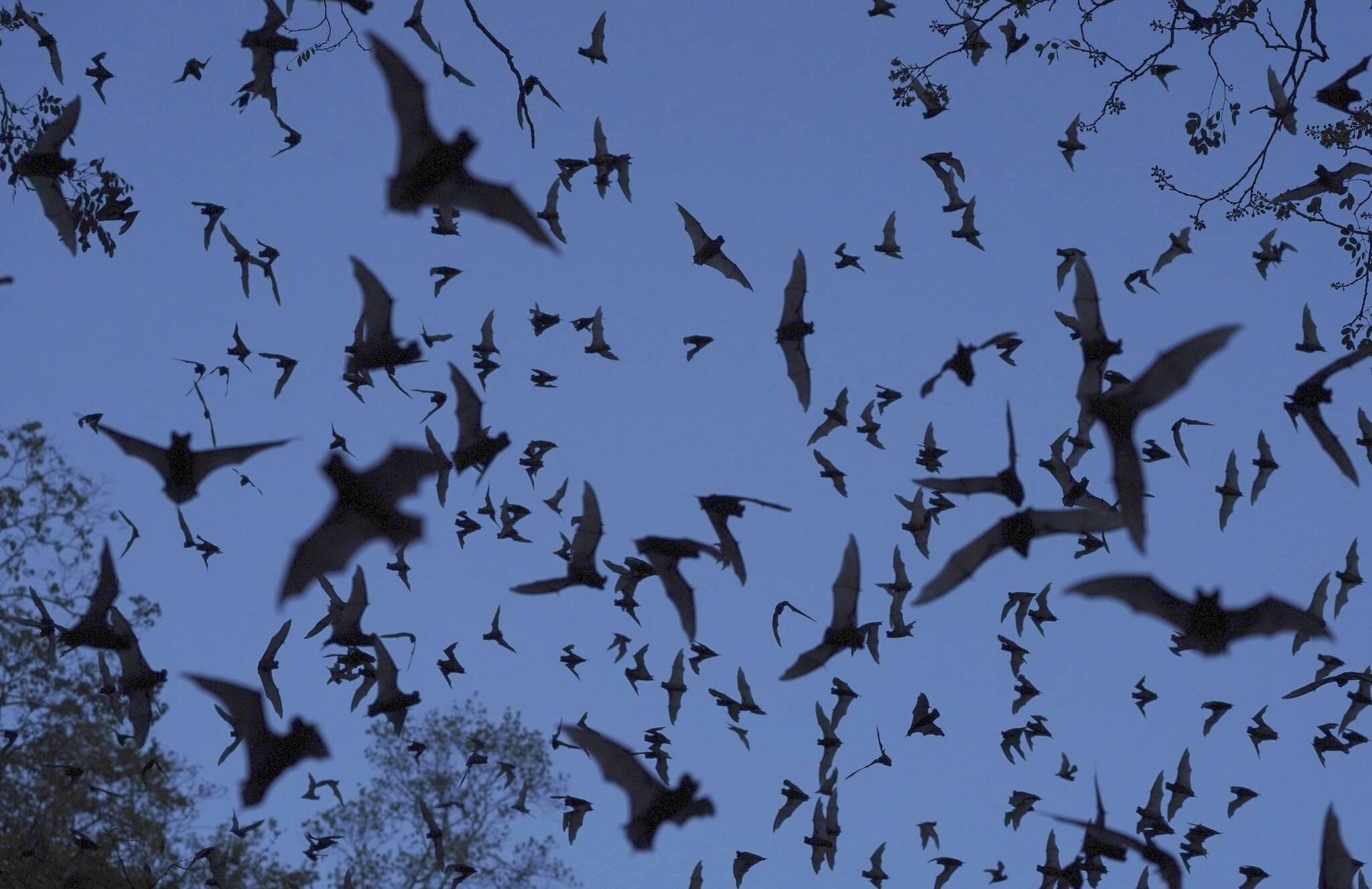Bats come out of the Volcan de los Murcielagos, a cave that is home to three million bats, in the Balam-Ku reserve, in the Yucatan Peninsula of Mexico, on Wednesday, Jan. 11, 2023. One version of the Maya Train plan had the tracks passing less than a half mile from the bat cave. (AP Photo/Marco Ugarte)