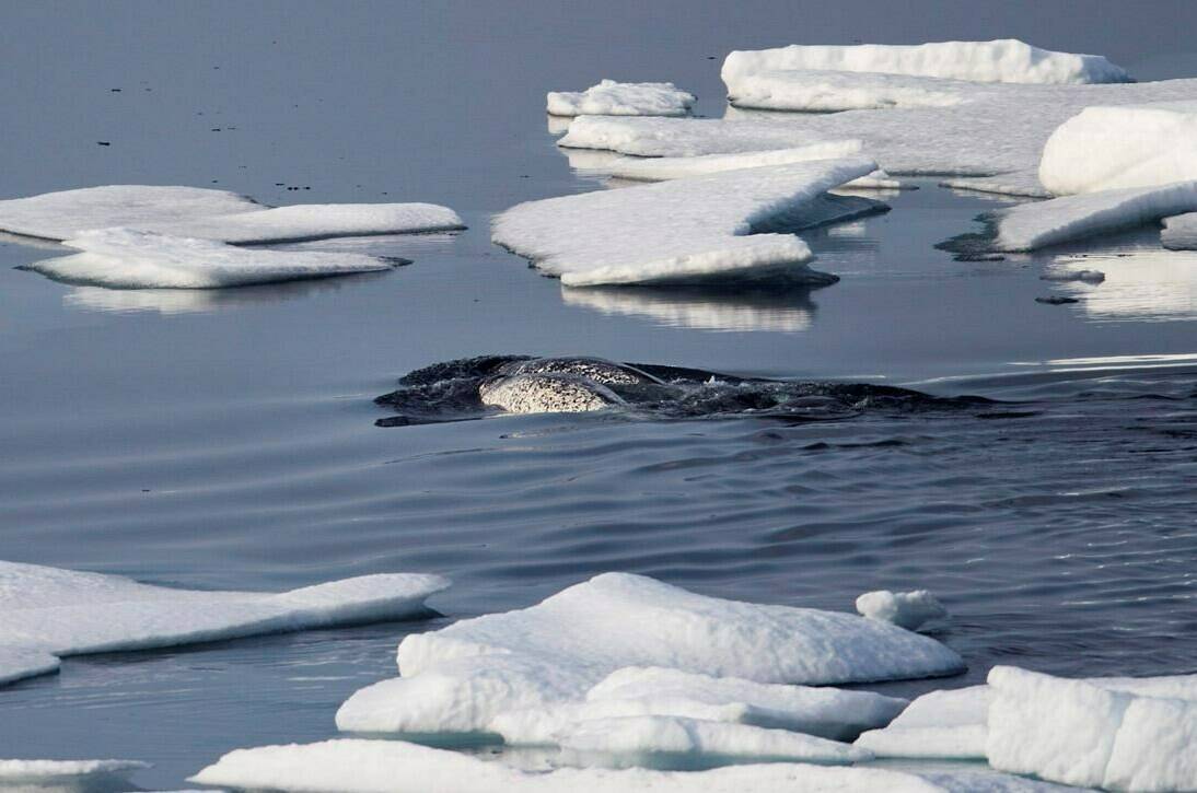 Hunters from Pond Inlet, Nvt. — known as Mittimatalik in Inuktitut — have said they’re seeing fewer narwhal in areas where they were once abundant, making it harder to feed their families, and that the whales’ behaviour is changing. Narwhals swim between sea ice floating in the Canadian Arctic Archipelago on Saturday, July 22, 2017. THE CANADIAN PRESS/AP-David Goldman