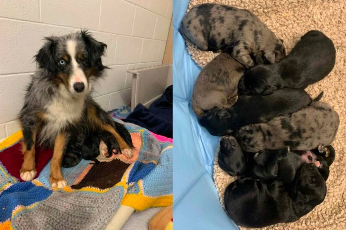 New mother Noelle and her seven puppies. (BC SPCA/Submitted)