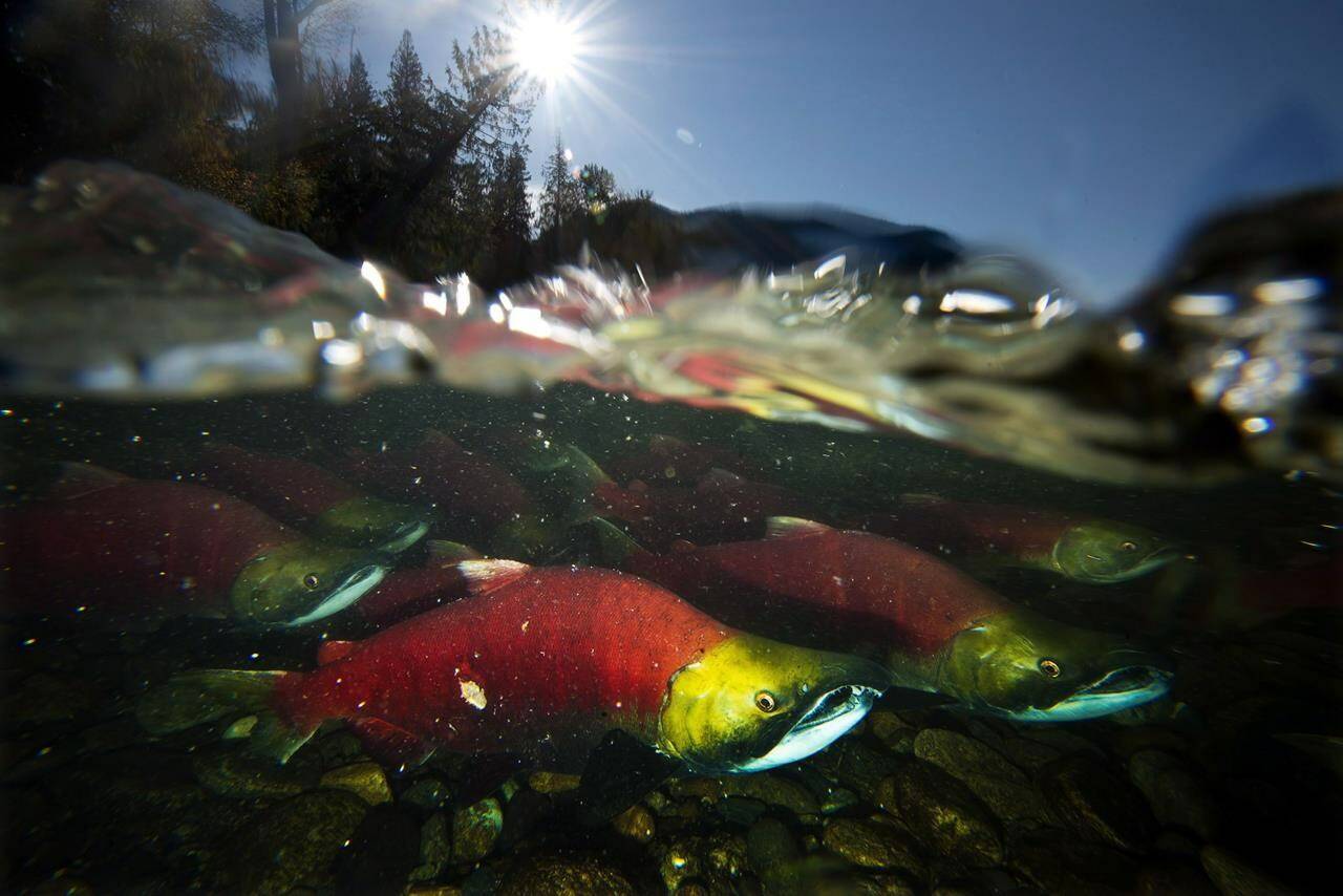 Spawning sockeye salmon, a species of pacific salmon, are seen making their way up the Adams River in Roderick Haig-Brown Provincial Park near Chase, B.C., Tuesday, Oct. 14, 2014. THE CANADIAN PRESS/Jonathan Hayward