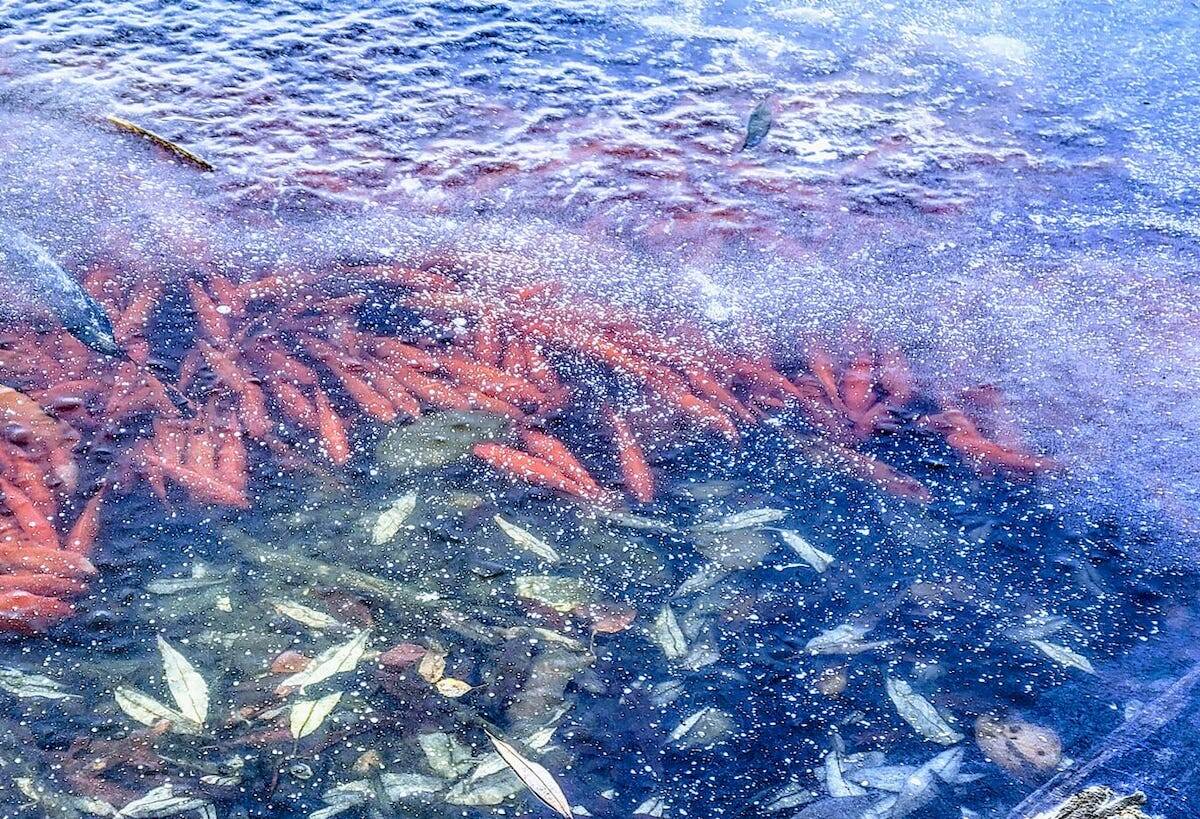 Goldfish under the ice at Munson pond in Kelowna. (Wendy Eiler/Photographer)
