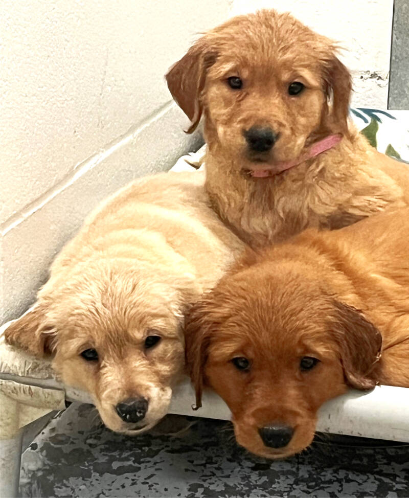 Three of the 21 golden retrievers now await new homes after the SPCA took in the animals from a Quesnel breeder who got overwhelmed by the drop in the post-pandemic pet market. (SPCA photo)