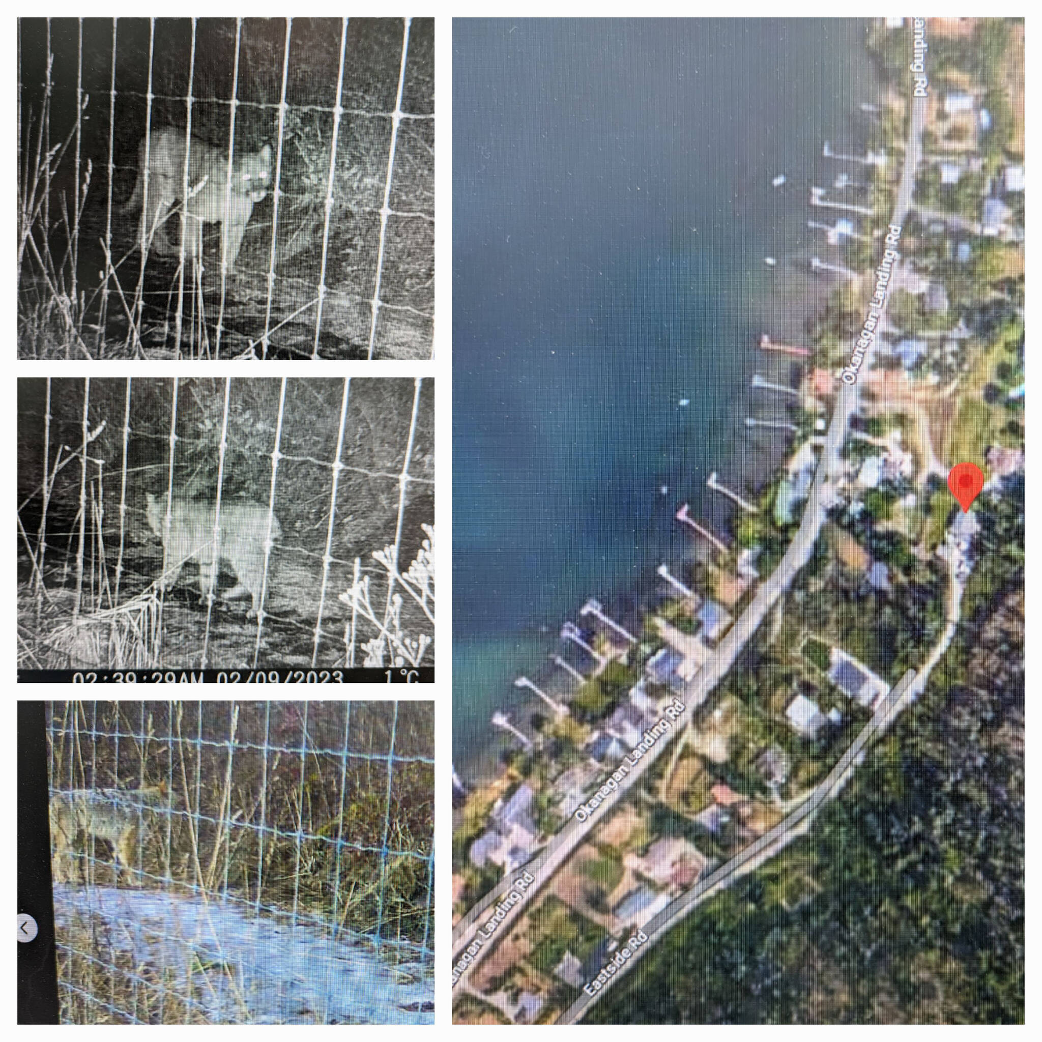 In a recent 15-hour span, Vernon resident Scott Spencer’s yard on Eastside Road in Okanagan Landing was visited by a cougar (top left), a bobcat (middle) and a coyote (bottom left). (Contributed)