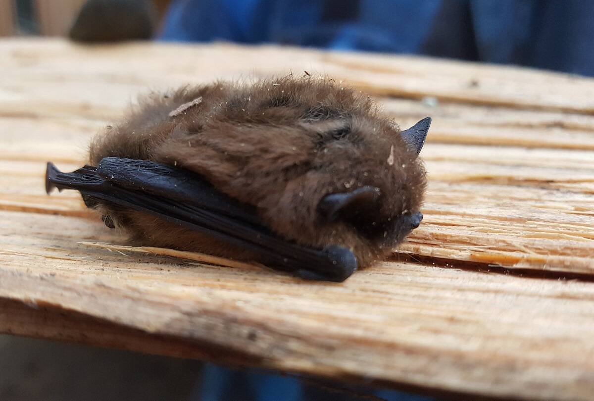 A healthy Myotis bat found hibernating in a woodpile. (C.Buick/Submitted)