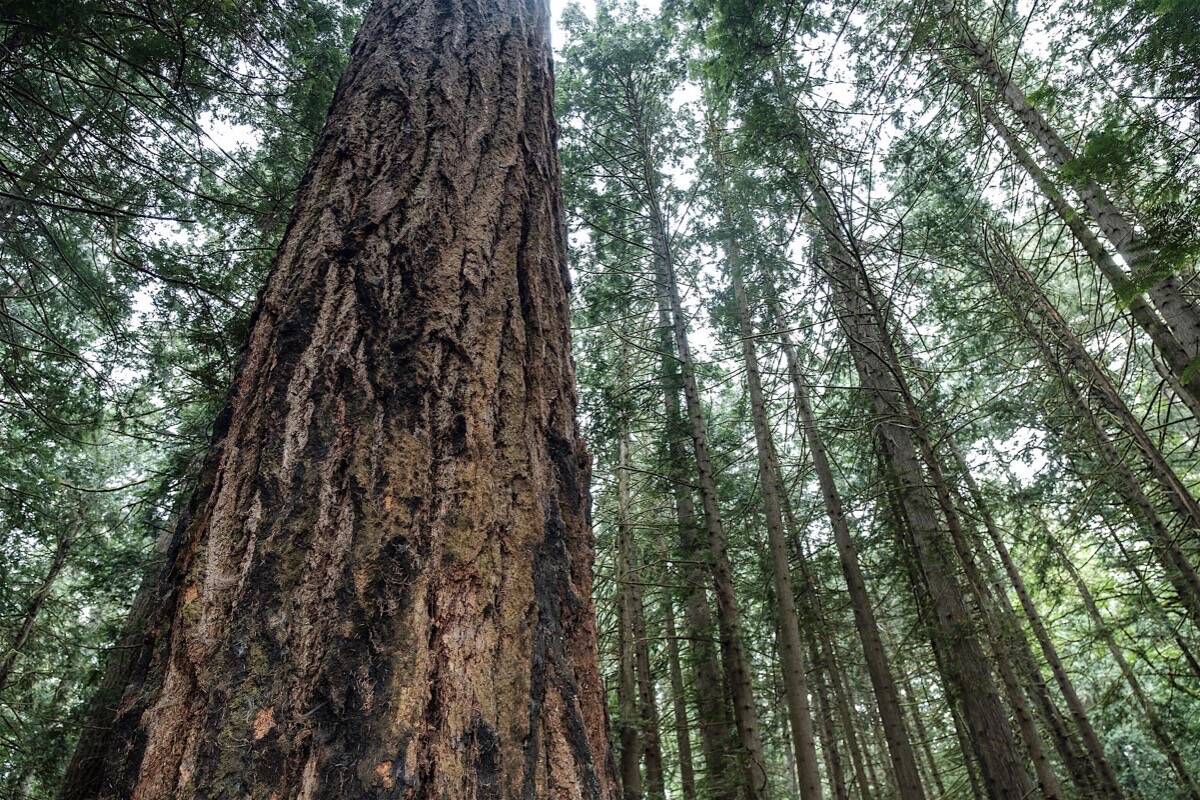 Douglas fir in Saanich, B.C., 2019. (B.C. government)