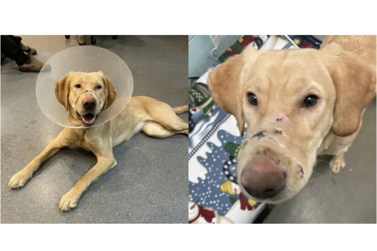’Buttercup’ was rescued after being spotted running loose in Comox. Among other injuries, the dog had her muzzle taped shut. Photo courtesy BC SPCA