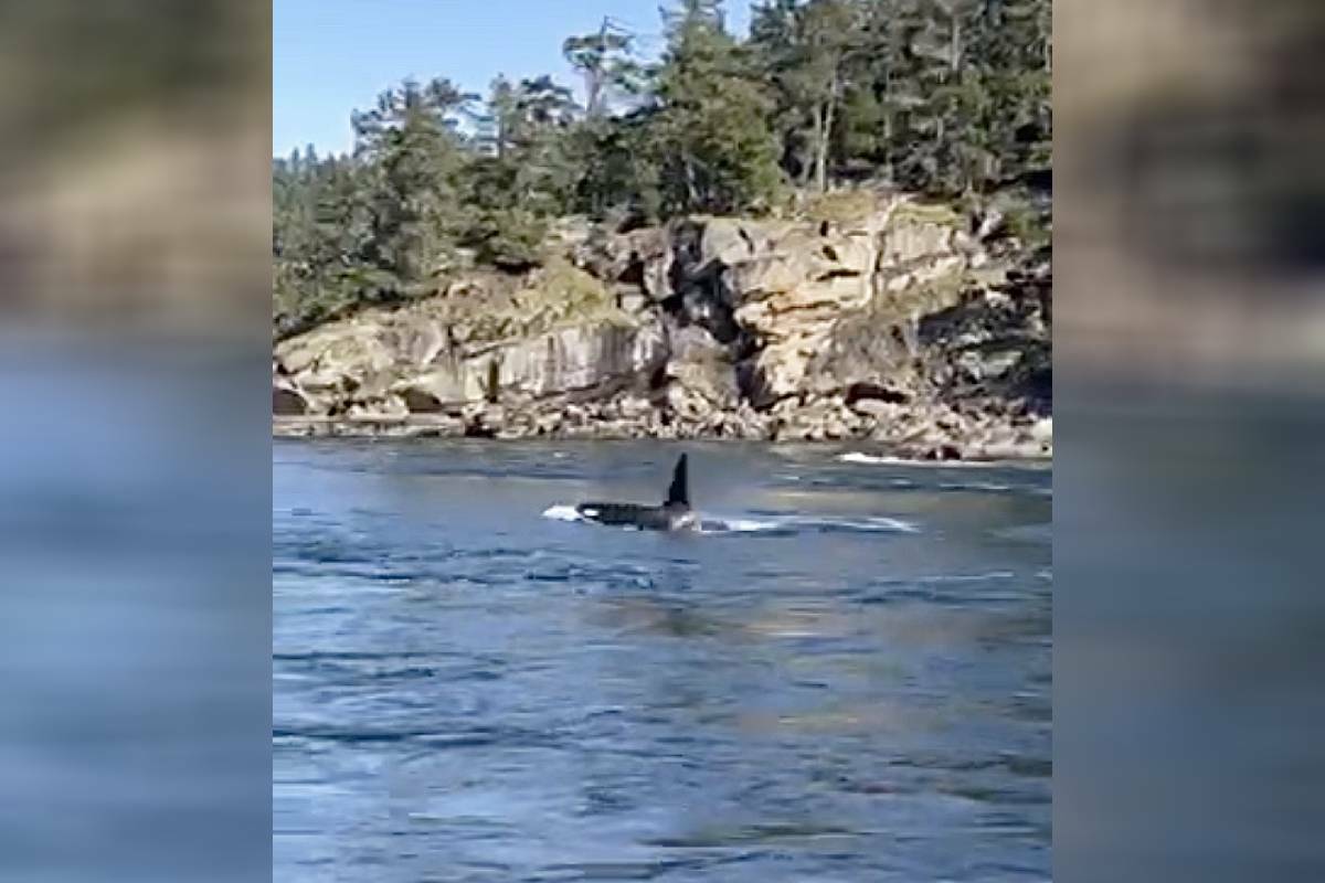 Southern resident J-pod orcas were spotted challenging the currents in Dodd Narrows off Joan Point Park around mid-day on Feb. 14. (Submitted photo)