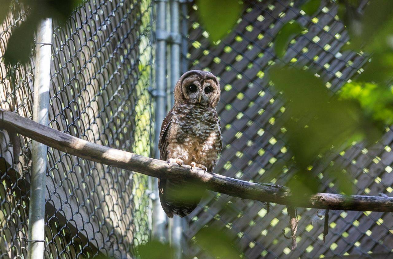 A northern spotted owl is shown at the Northern Spotted Owl Breeding Program (NSOBP) in Langley, B.C. in this undated handout photo. One of just four endangered spotted owls known to be in the wild in British Columbia is now recovering from an injury after being found along some train tracks, slowing the careful plans to revive the species, a breeding program co-ordinator said. THE CANADIAN PRESS/HO, NSOBP