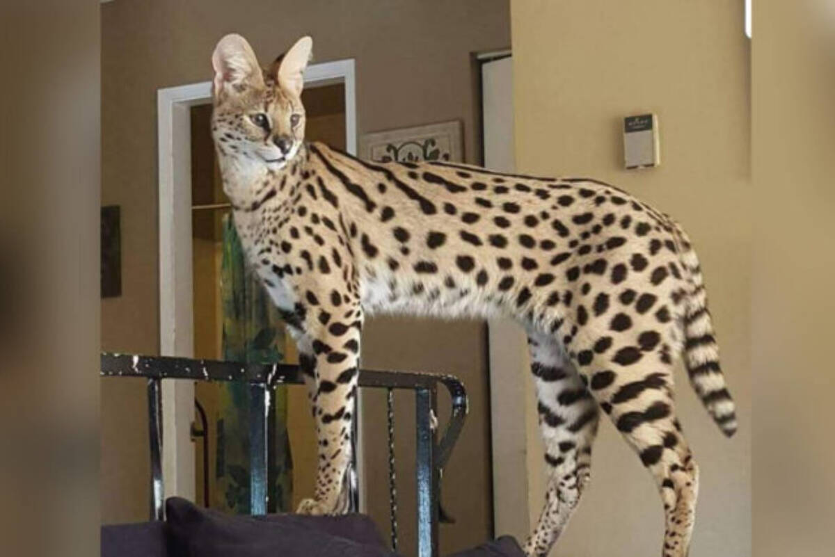 BC SPCA raised safety concerns about the risk of having serval cats as pets. (Submitted photo)