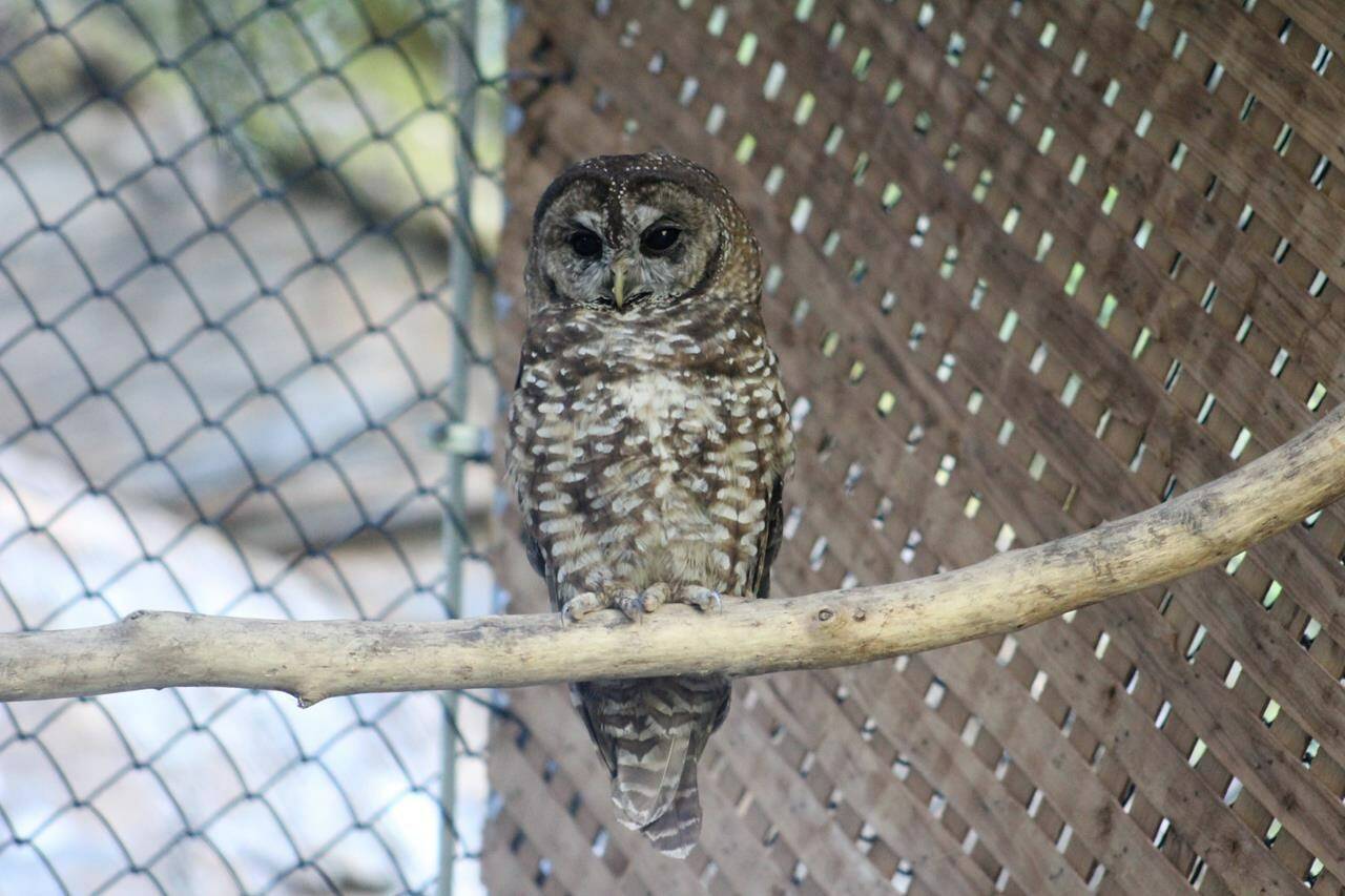 A northern spotted owl is shown at the Northern Spotted Owl Breeding Program (NSOBP) near Hope, B.C. in this undated handout photo. One of just four endangered spotted owls known to be in the wild in British Columbia is now recovering from an injury after being found along some train tracks, slowing the careful plans to revive the species, a breeding program co-ordinator said. THE CANADIAN PRESS/HO, NSOBP *MANDATORY CREDIT*