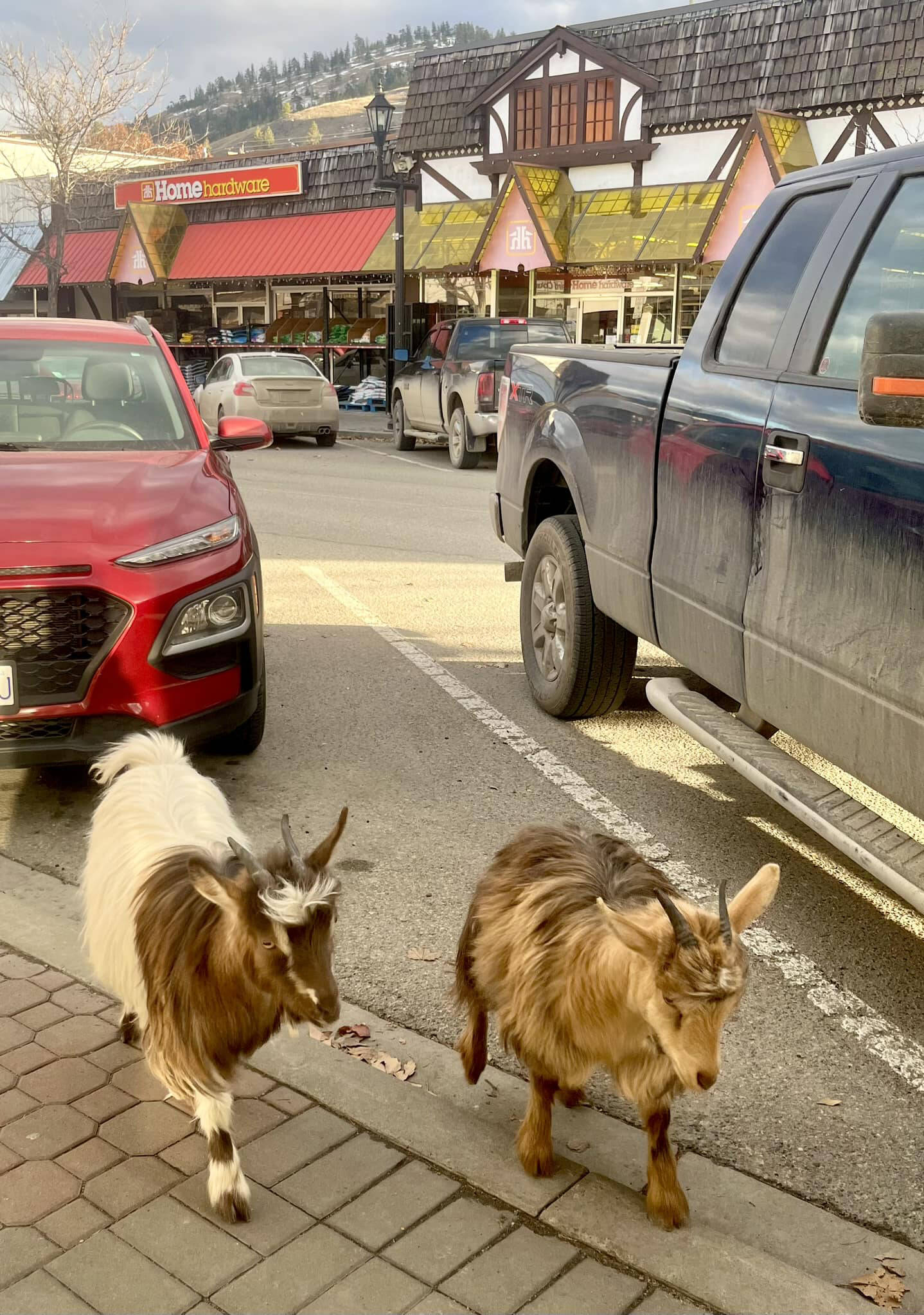 Mini silky fainting goats Miata and Lexus strolling through town in Summerland with their dad Greg. (Home Hardware Summerland Facebook)