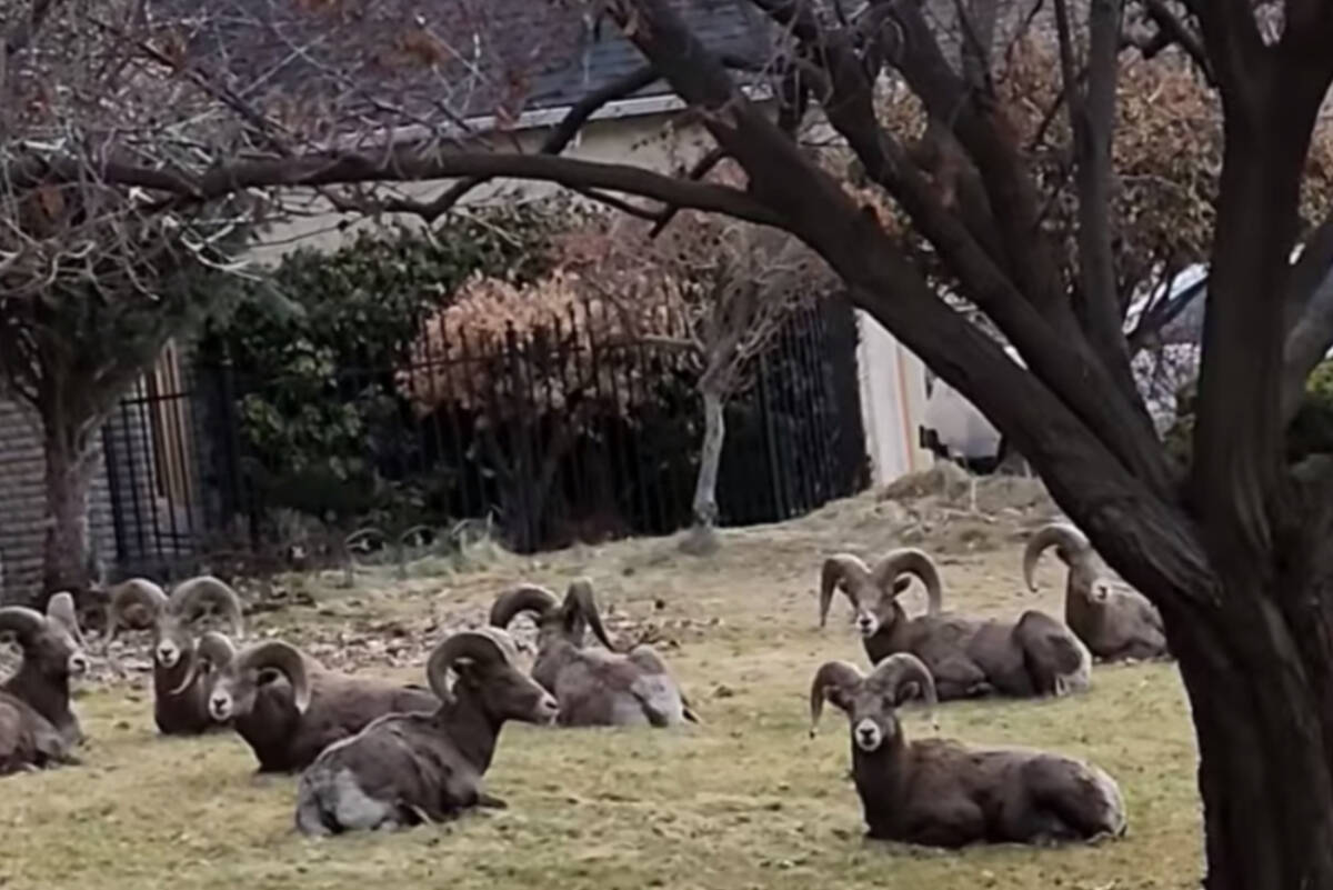 A large herd of big horn sheep in Okanagan Falls in February 2023. (Douglas P Seabough video on Facebook)