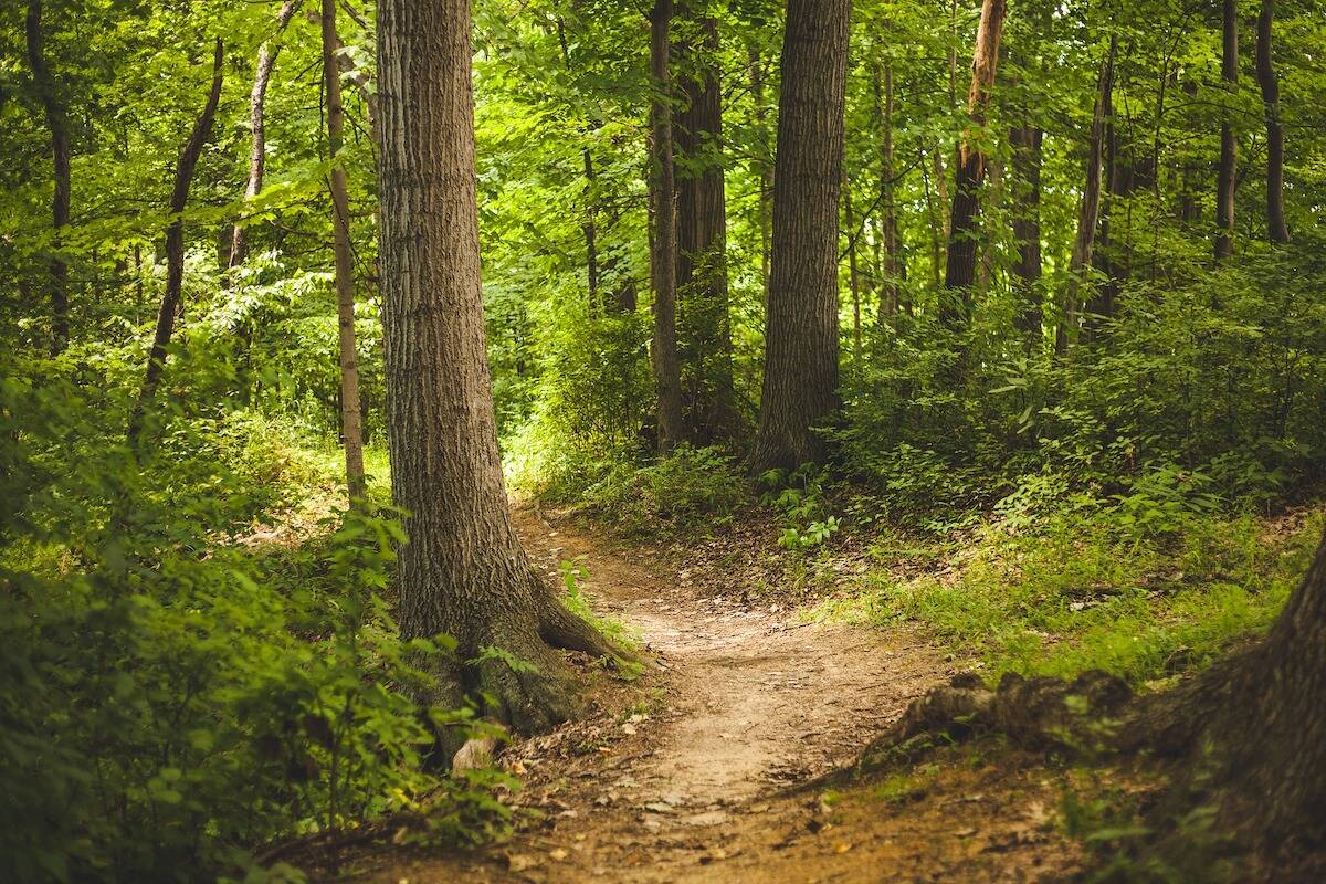 Generic forest trail. (Pixabay)