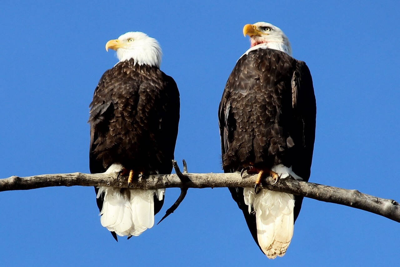 A pair of bald eagles spotted by Alexander Pascal in Enderby. (Alexander Pascal photo)