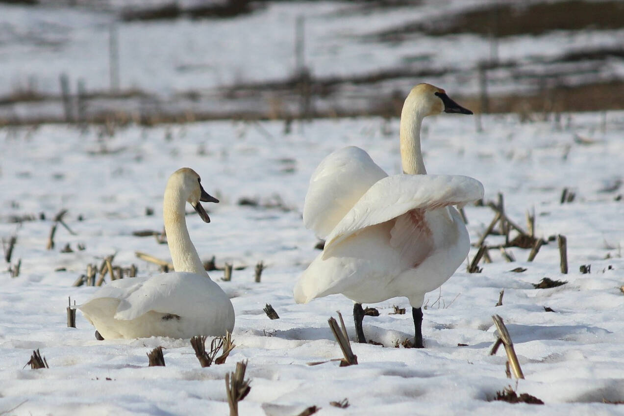 Alexander Pascal says he spotted 45 tundra swans in a cornfield near Enderby. (Alexander Pascal photo)
