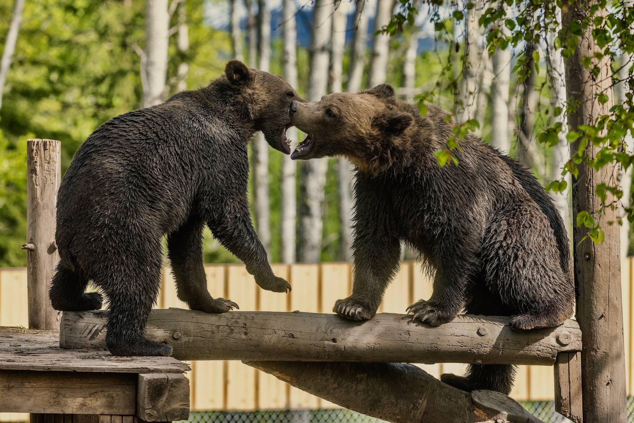 Grizzly bear cubs at the Northern Lights Wildlife Shelter in Smithers, BC, Canada. (Nick Quenville photo)