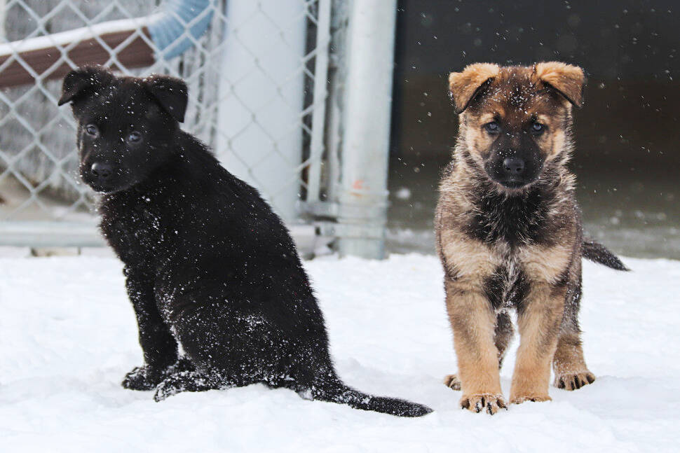 Two puppies at the RCMP Police Dog Service Training Centre in Innisfail, Alberta. (Photo credit: RCMP)