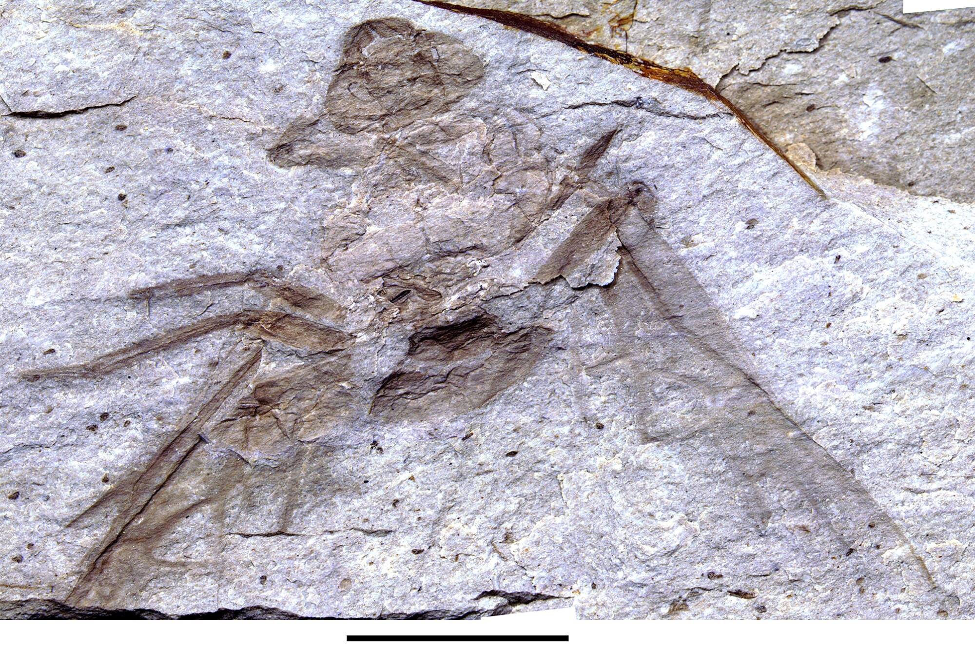The fossil was discovered by Princeton resident Beverly Burlingame. (Bruce Archibald photo)