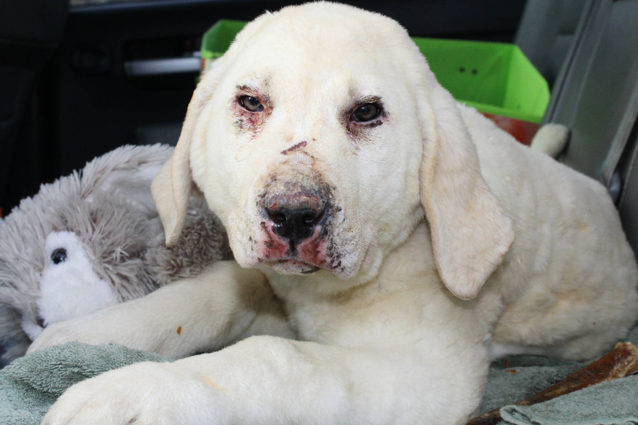 Louie is the male puppy who survived the fire. (Michael Bramadat-Willcock/Terrace Standard)