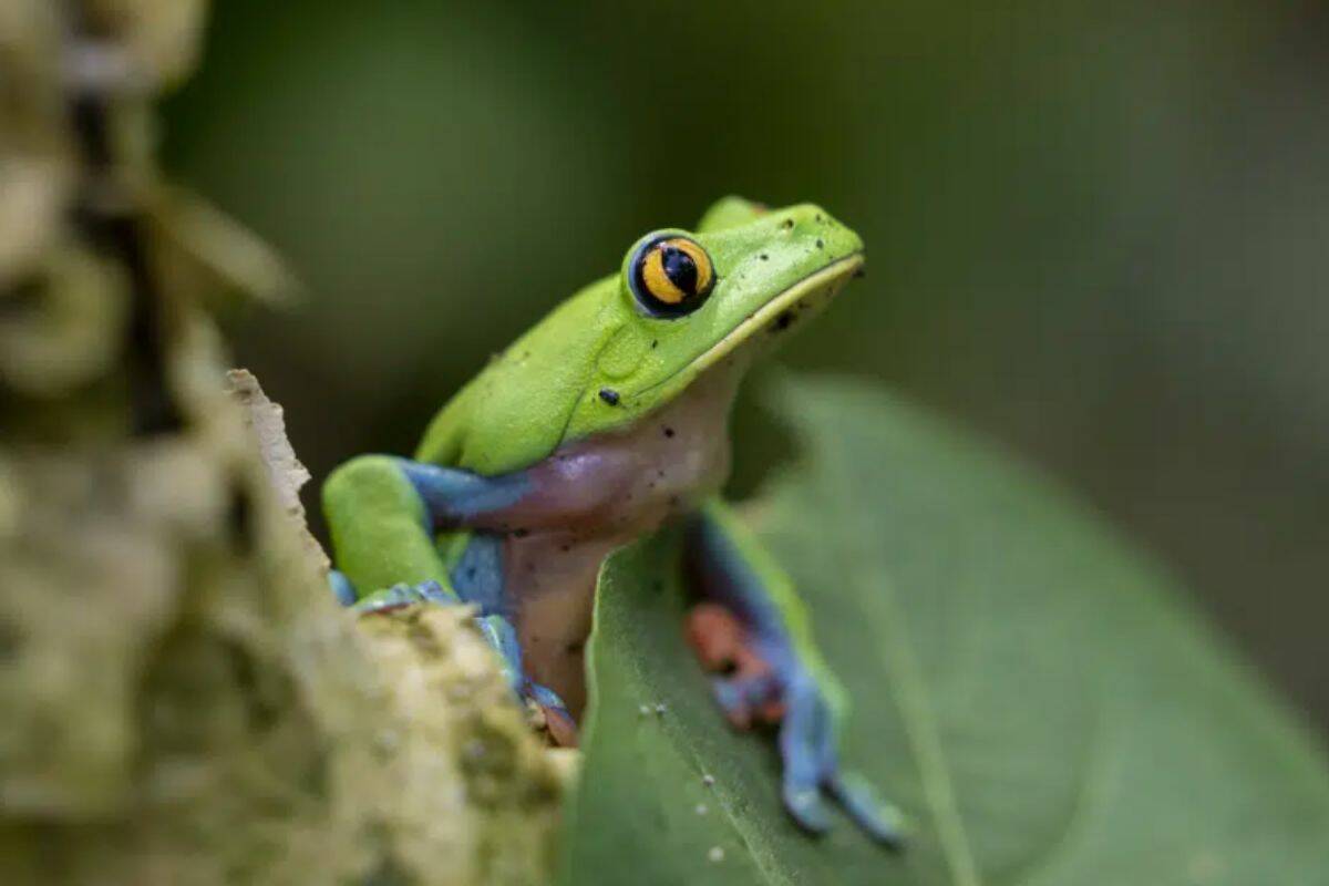 A frog named "rana azul" or "rana de cafetal" (Agalychnis annae) stands in a protected forest on the outskirts of San Jose, Costa Rica, Wednesday, Aug. 24, 2022. Tourists who flock to Costa Rica to see toucans, sloths and brilliantly colored frogs might someday see a charge on their hotel bill to aid forest conservation. (AP Photo/Moises Castillo)