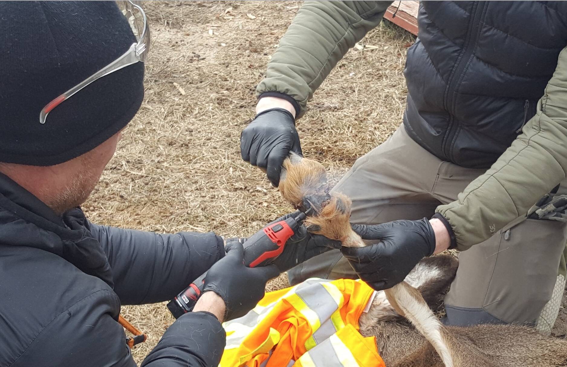 A wildlife biologist and a technician used a rotary cutting tool to remove the PVC pipe from the deer’s front leg. Photo Ed Atkinson