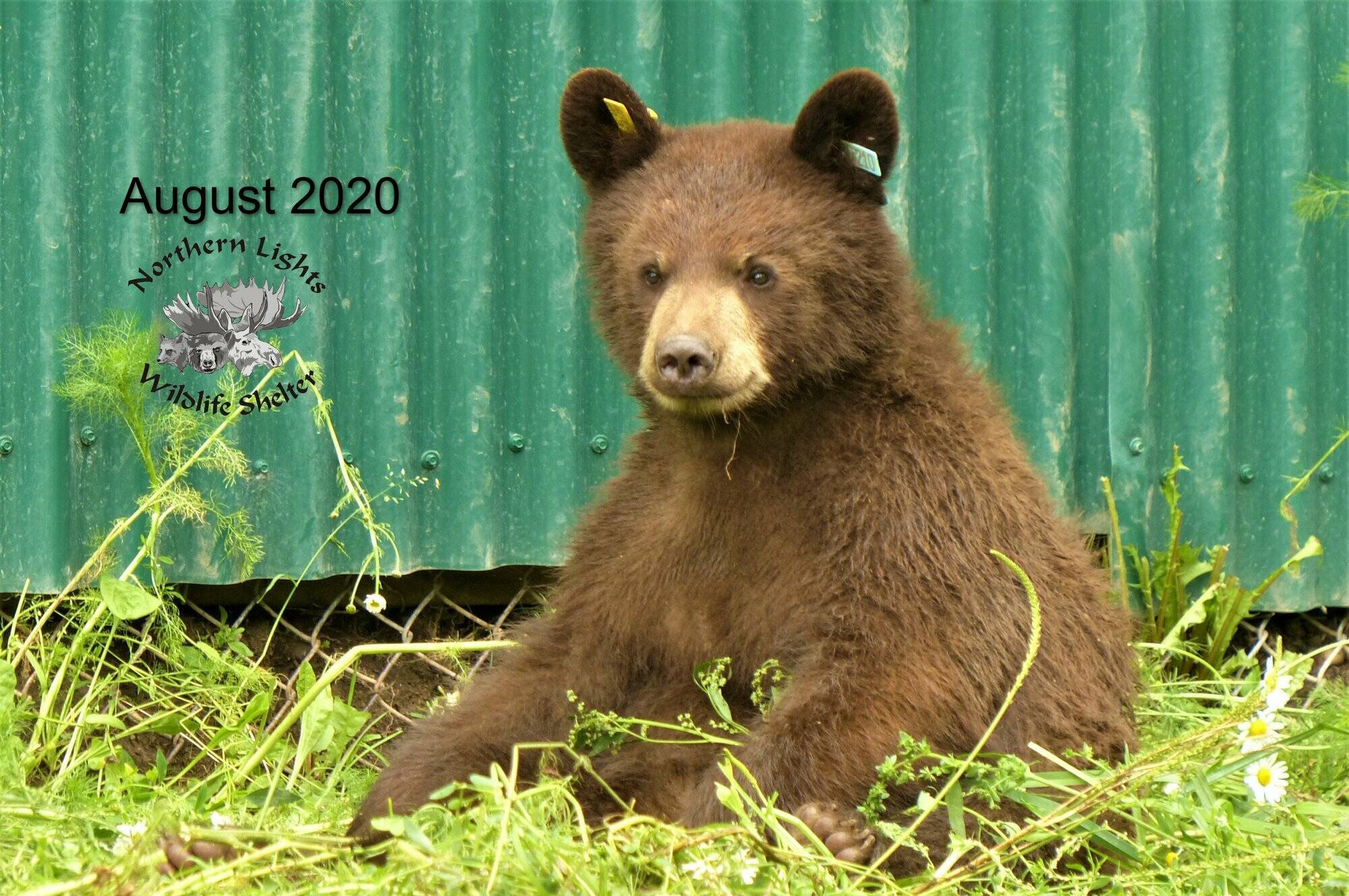 A bear cub named Rock came into the Northern Lights Wildlife Shelter in the summer of 2020 after police found it in a cage in a home. He spent a year with the shelter before being release healthy. Justin Thibault has now been sentenced for unlawful possession of live wildlife in provincial court on March 3, 2023. (Photo from NLWS Facebook page)