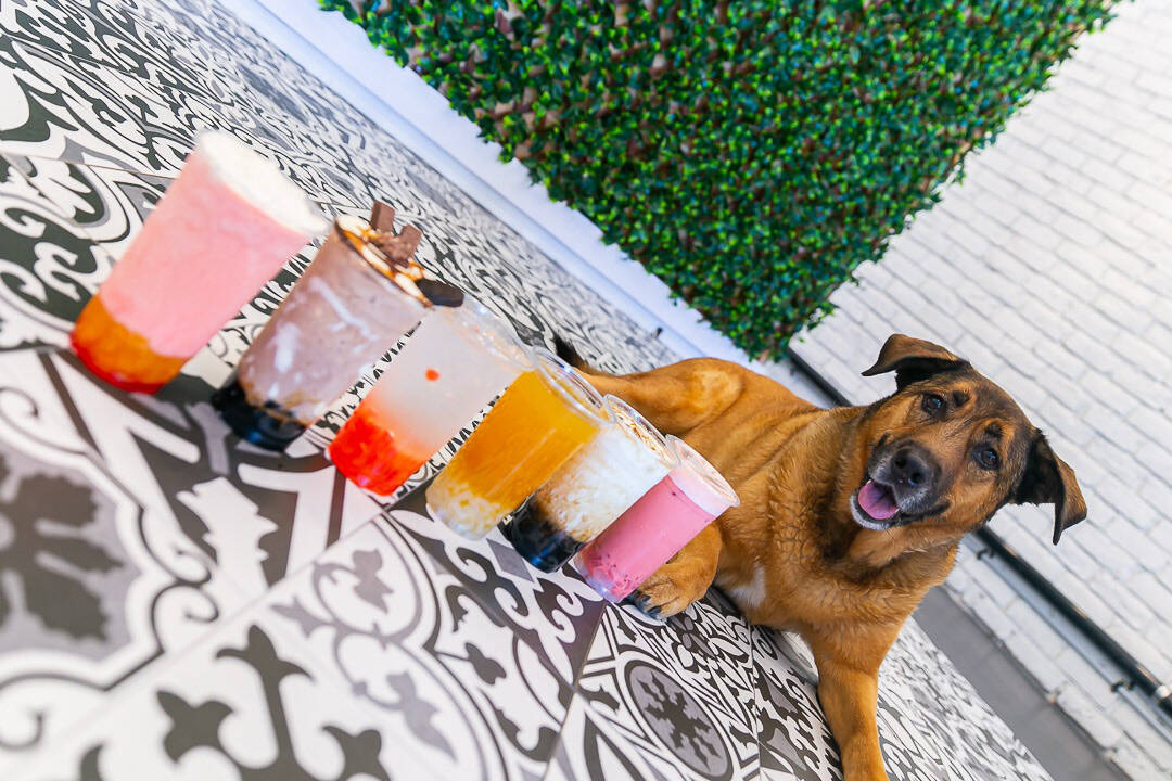 Maui’s Teahouse in Penticton is nominated in two categories for the 2023 Small Business BC Awards. The bubble tea cafe was named after Maui the dog. (Maui’s Teahouse Facebook.)