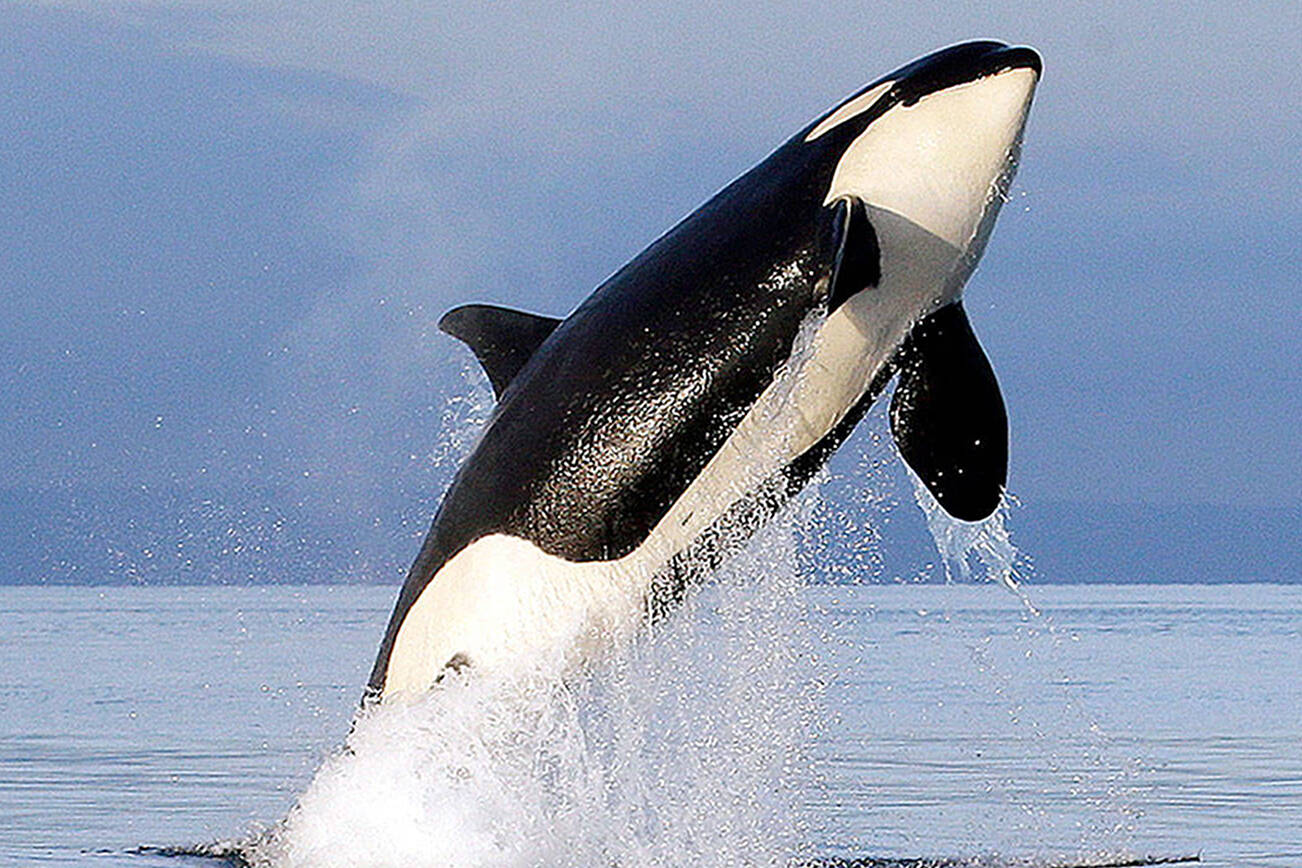 A Southern Resident female orca leaps from the water while breaching in Puget Sound, west of Seattle. Females examined in a new study were capturing less prey and spent less time hunting than their male counterparts, contrary to previously understood gender behaviour among southern residents. (AP Photo/Elaine Thompson, File)