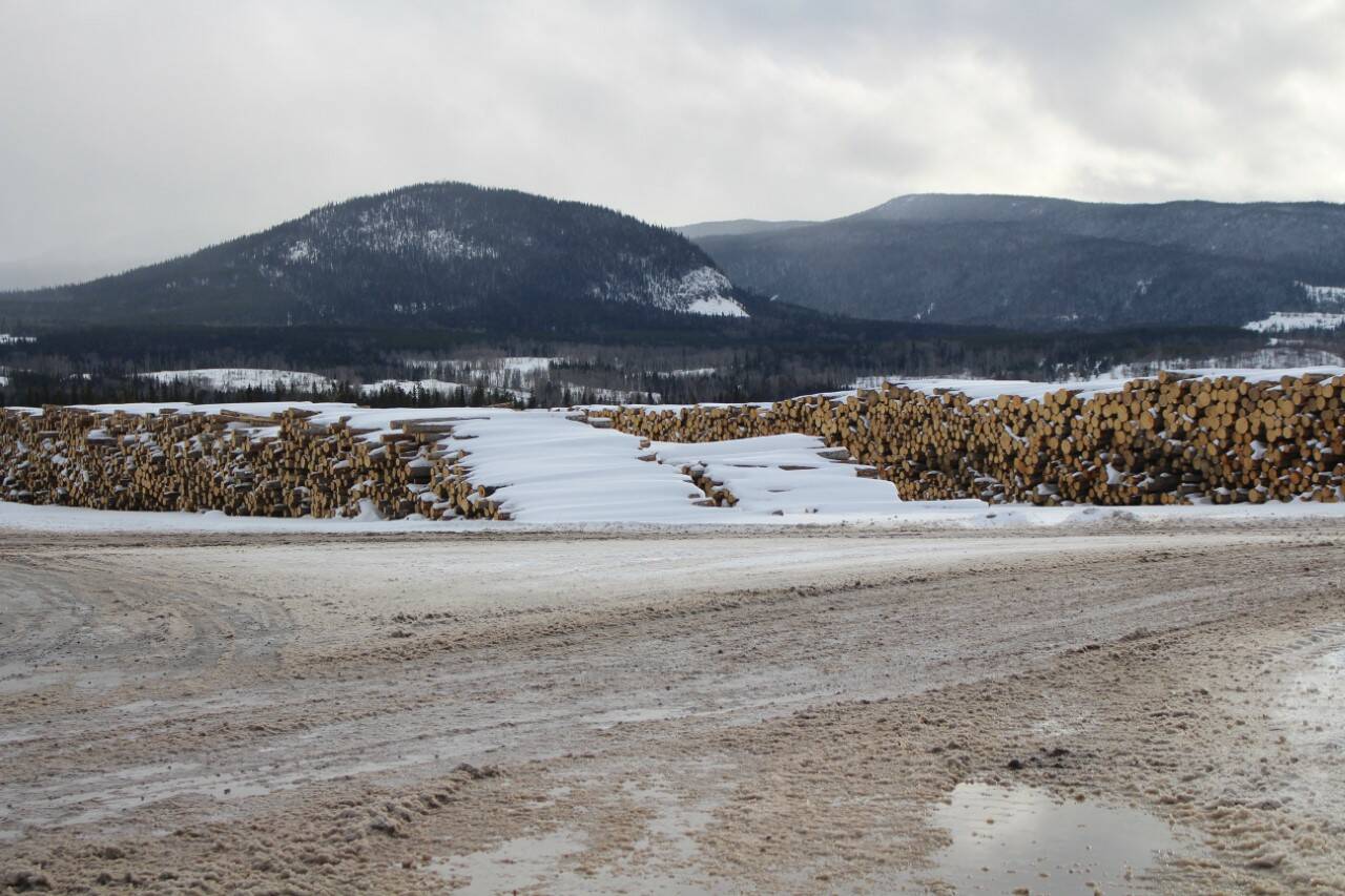 Log yard at Canfor’s Houston sawmill which is closing in April 2023, idling more than 300 employees and many more in the trucking and logging sectors. (Angelique Houlihan photo/Houston Today)