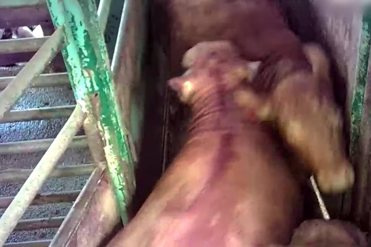Screenshot of released Meadow Valley Meats video (Animal Justice Canada/Screenshot of video)