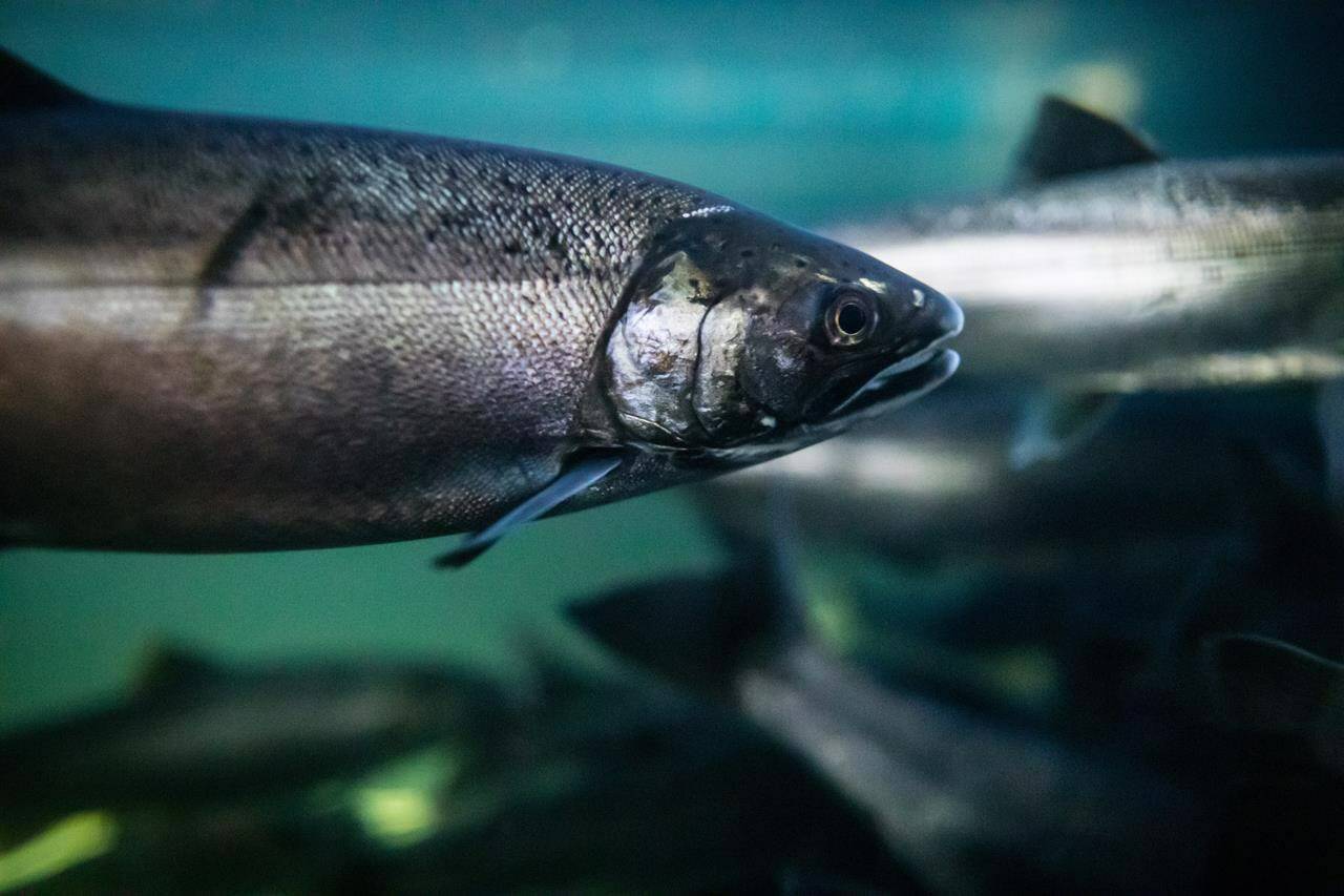 Coho salmon swim at the Fisheries and Oceans Canada Capilano River Hatchery in North Vancouver on Friday July 5, 2019. THE CANADIAN PRESS/Darryl Dyck